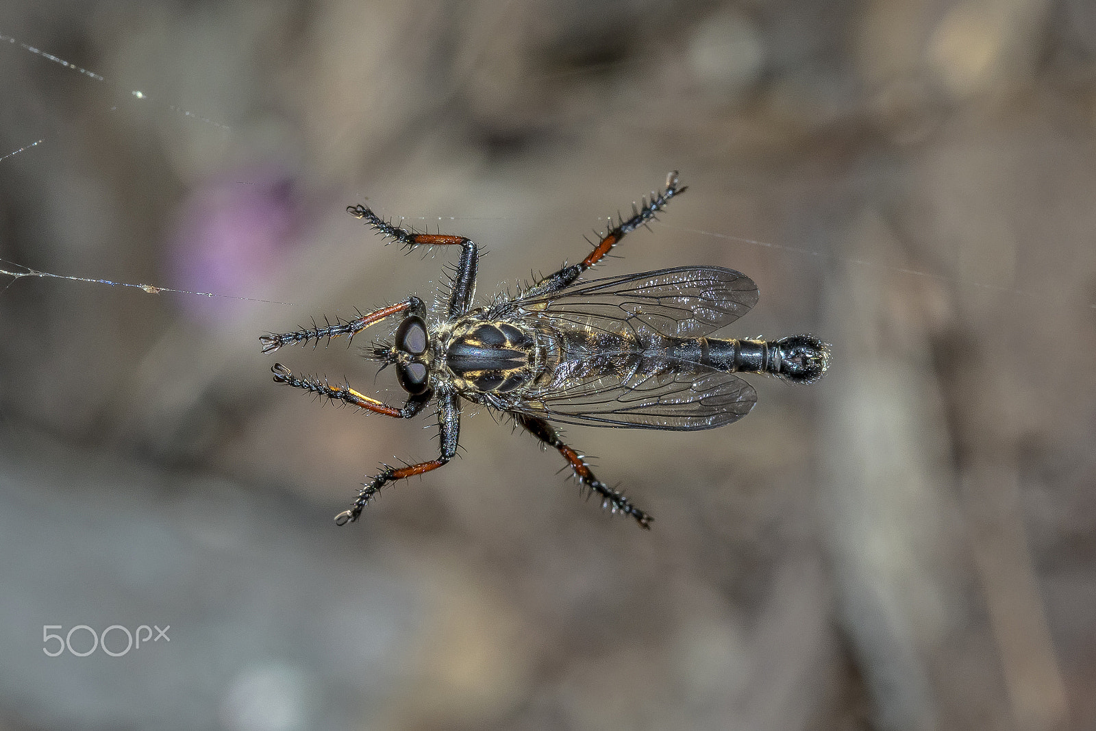 Canon EF 100mm F2.8 Macro USM sample photo. Robber fly photography