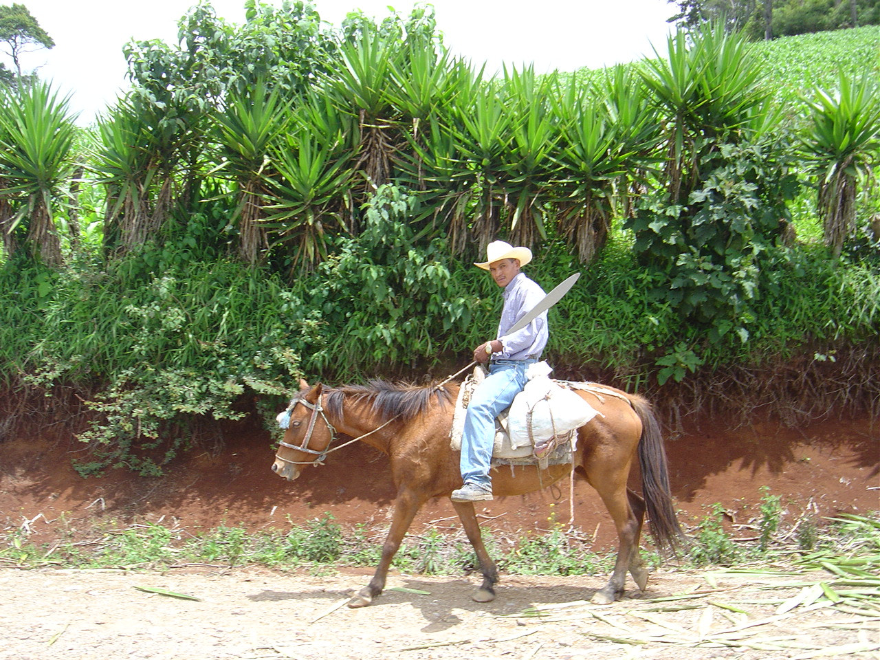 Sony DSC-P92 sample photo. Belen gualcho - horse photography
