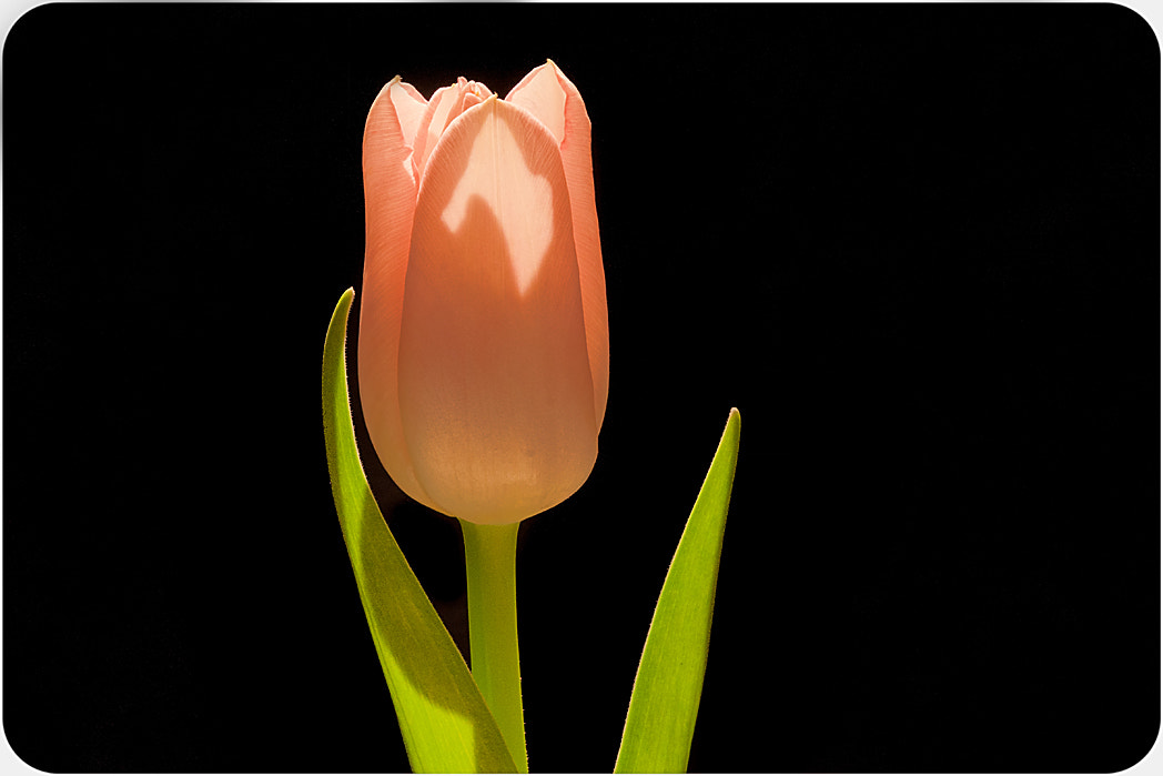 Canon EOS 50D + Canon EF 100mm F2.8 Macro USM sample photo. Lit tulip photography