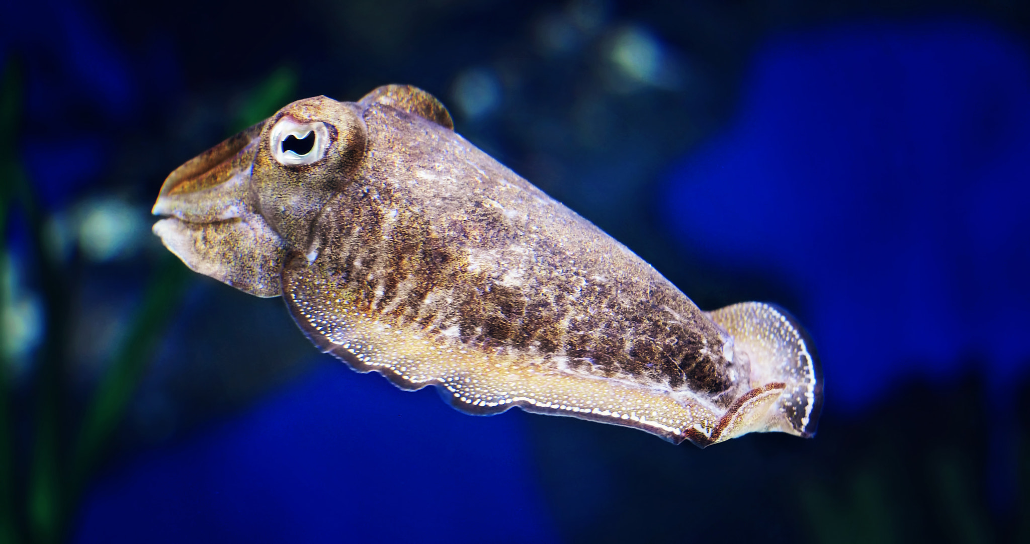 Olympus PEN E-PL5 sample photo. Floating cuttlefish photography