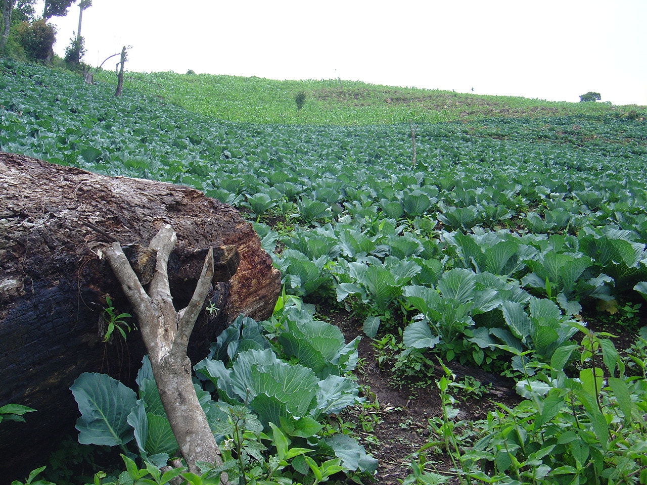 Sony DSC-P92 sample photo. Belen gualcho - cabbage photography