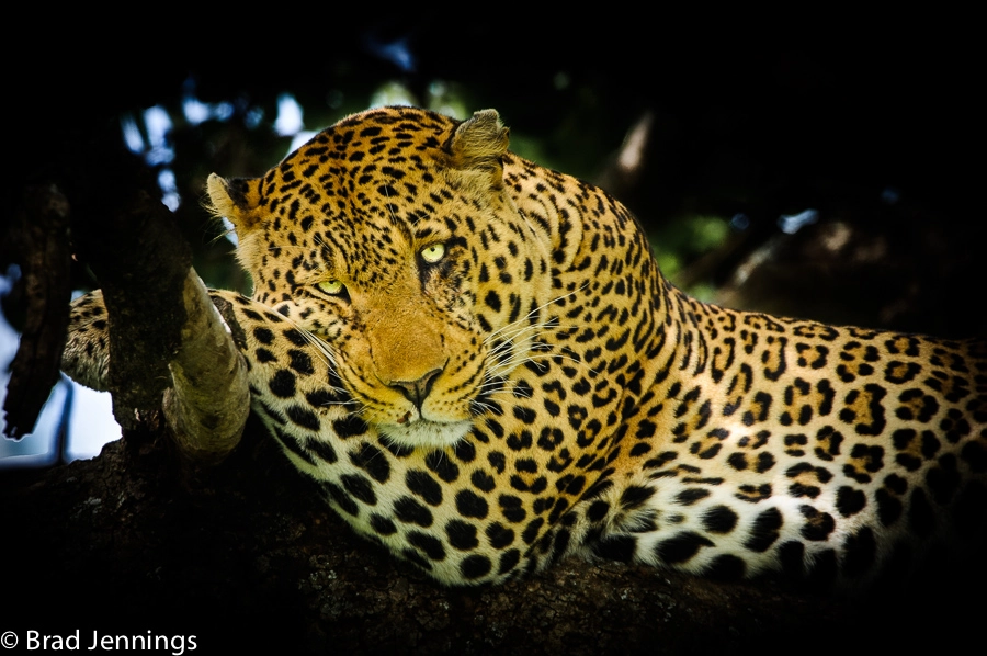 Nikon AF-S Nikkor 200-400mm F4G ED-IF VR sample photo. Can't be bothered to eat you…. photography