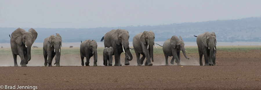 Nikon AF-S Nikkor 200-400mm F4G ED-IF VR sample photo. Elephant trot photography