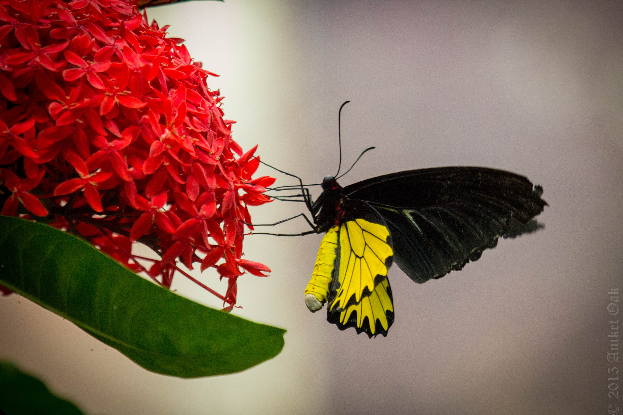 Canon EF 100-400mm F4.5-5.6L IS USM sample photo. Sweet tooth photography
