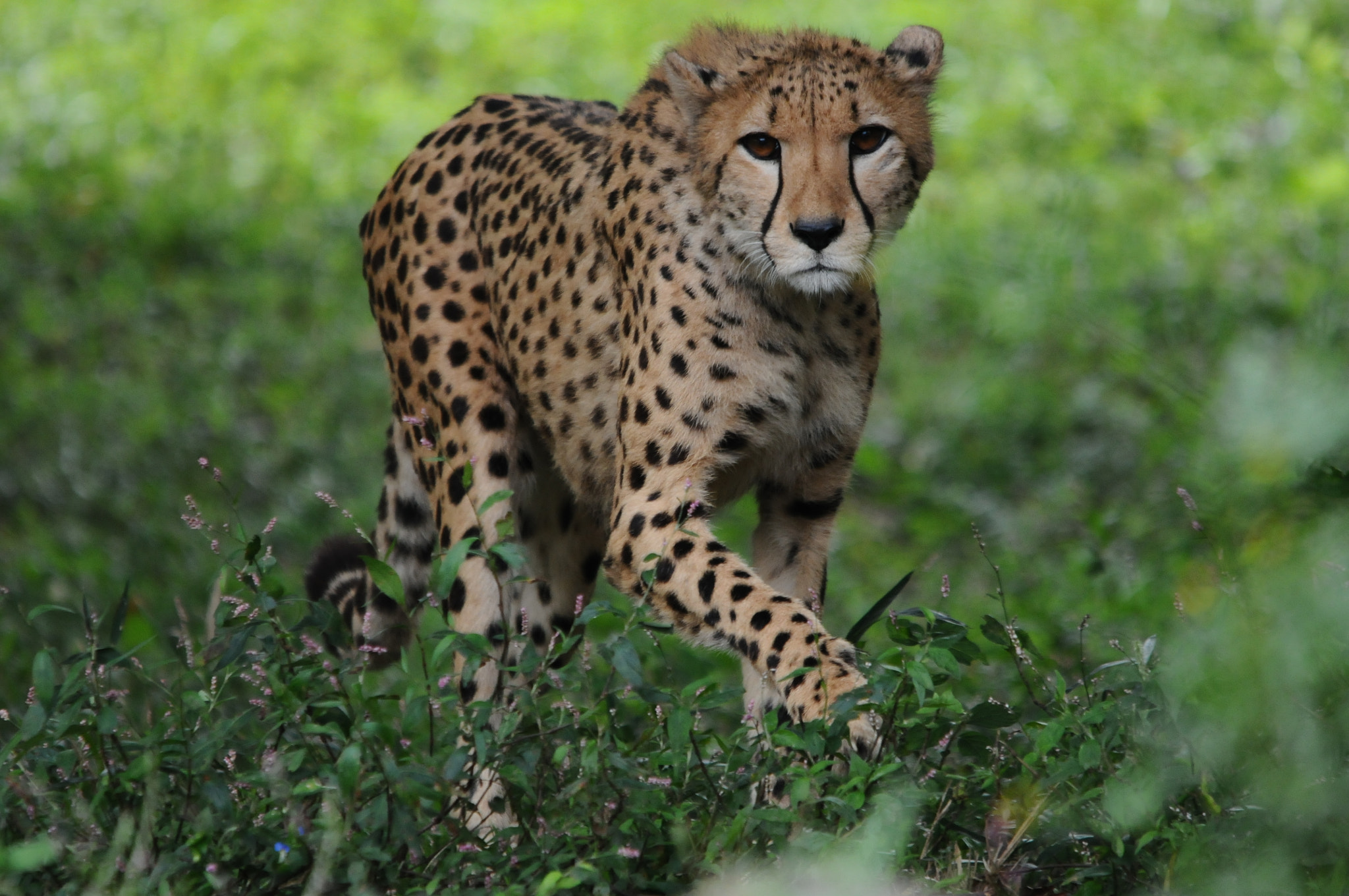 Sigma 150-500mm F5-6.3 DG OS HSM sample photo. The other side of the line of sight photography