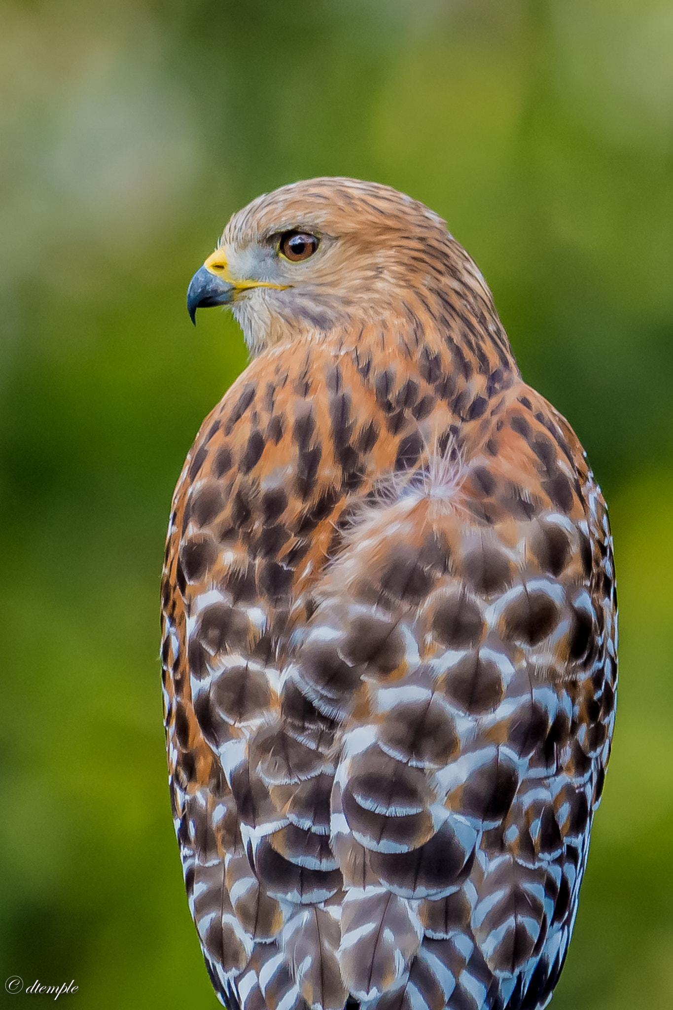 Nikon AF-S Nikkor 300mm F2.8G ED VR II sample photo. Dsc_4552.jpg photography