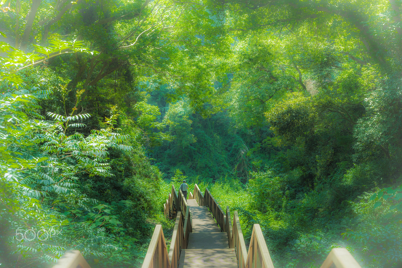 ZEISS Otus 55mm F1.4 sample photo. Ghibli's forest photography