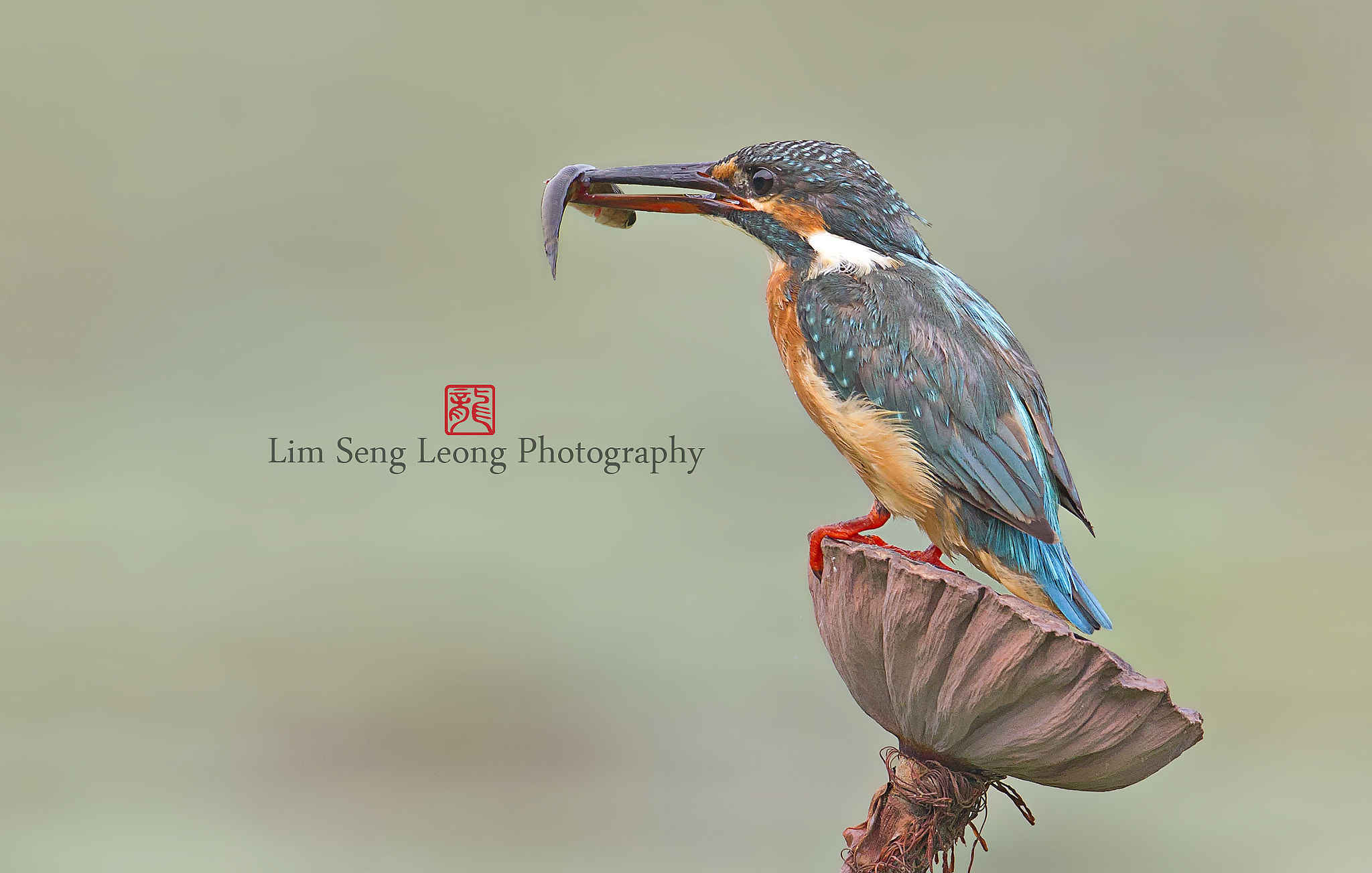 Canon EF 300mm F2.8L IS II USM sample photo. Bg2y5404.jpg photography