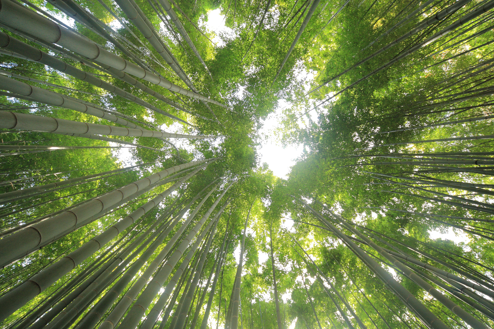 Canon EOS-1D Mark III sample photo. Bamboo photography