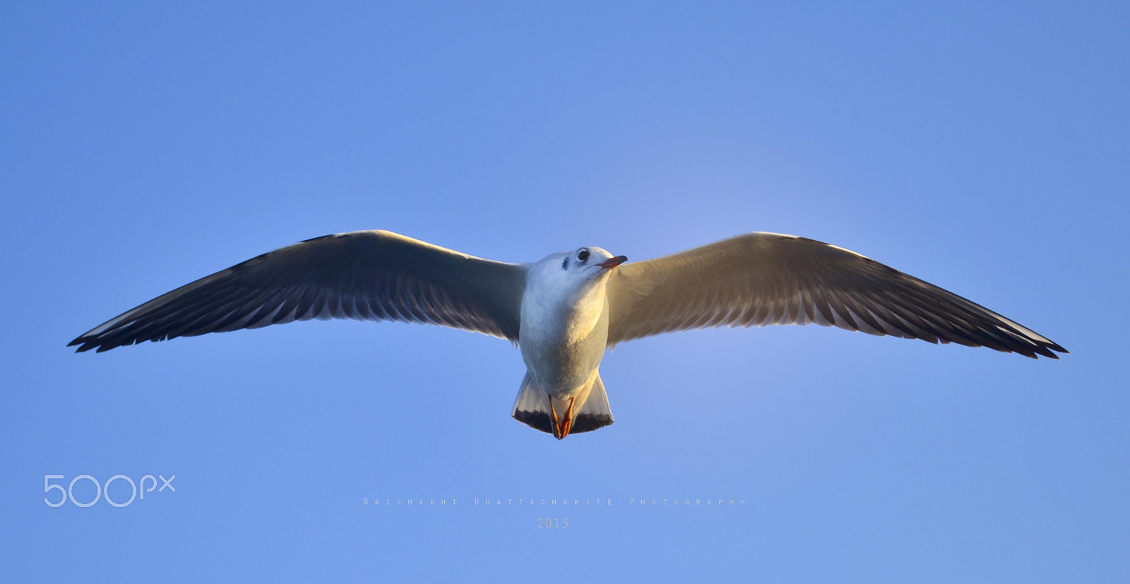 Nikon AF-S Nikkor 400mm F2.8D ED-IF II sample photo. Fly high photography