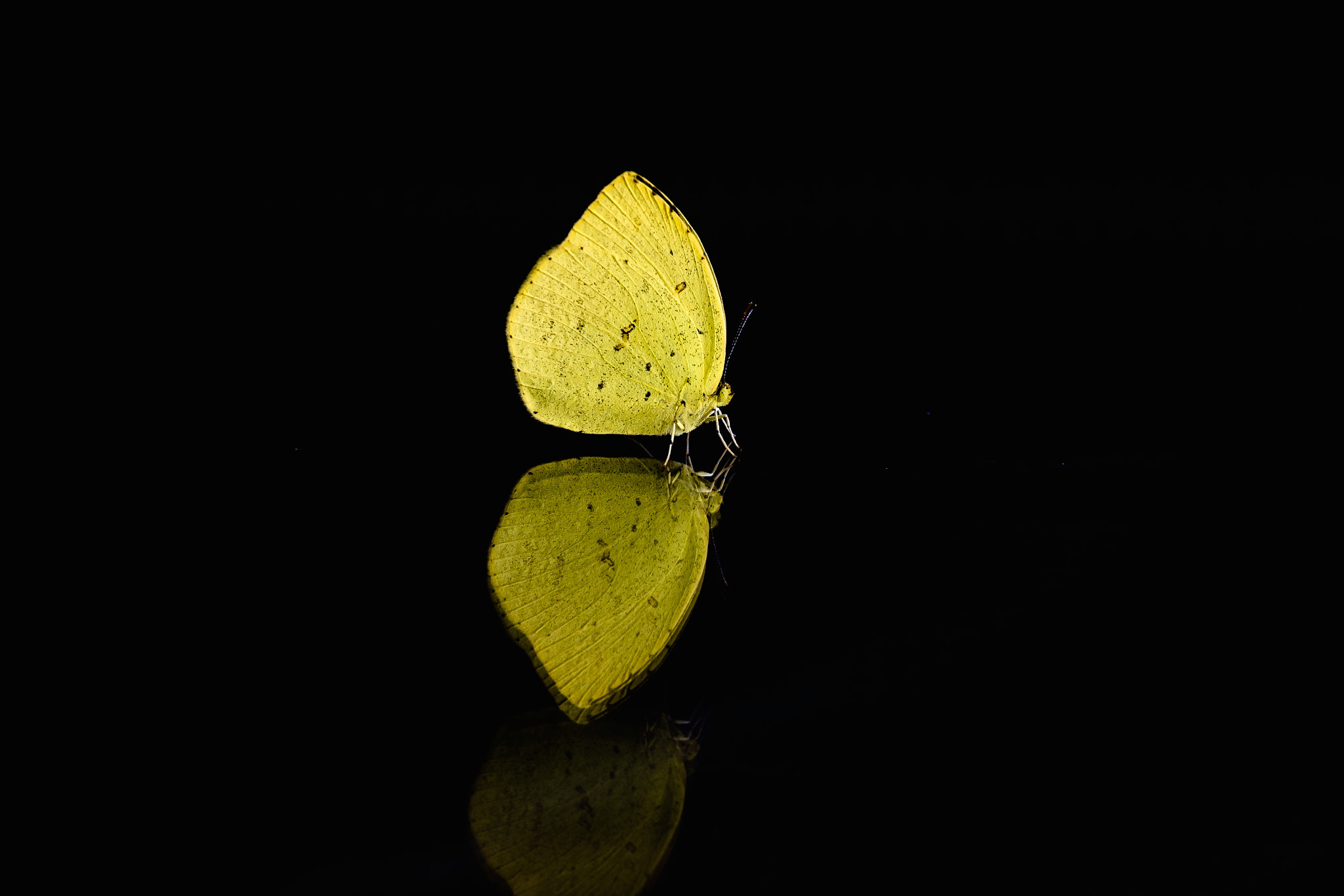 Fujifilm X-Pro1 + Fujifilm XC 50-230mm F4.5-6.7 OIS sample photo. Butterfly photography