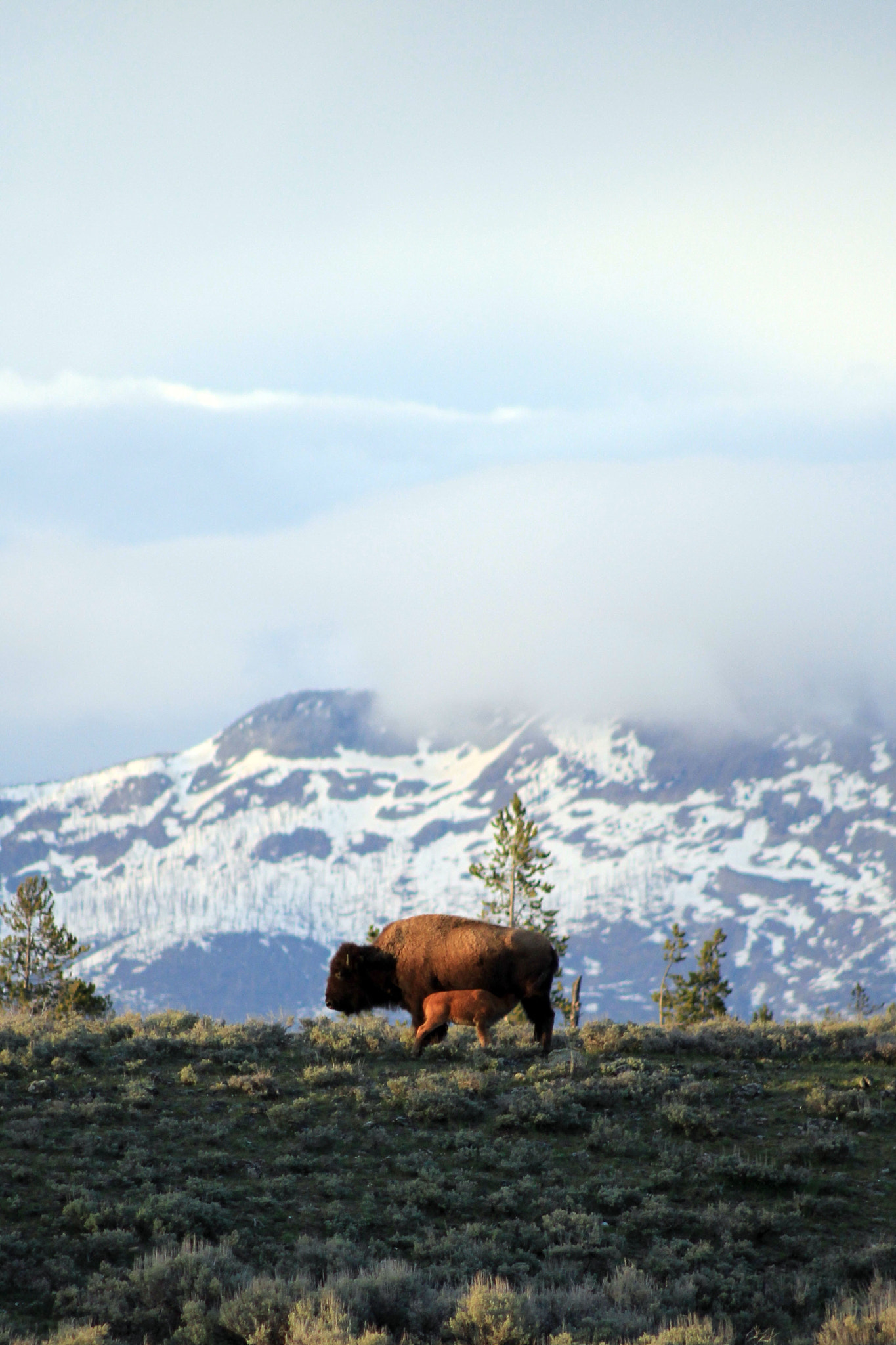 Sigma 70-300mm F4-5.6 APO DG Macro sample photo. L'anima di yellowstone photography