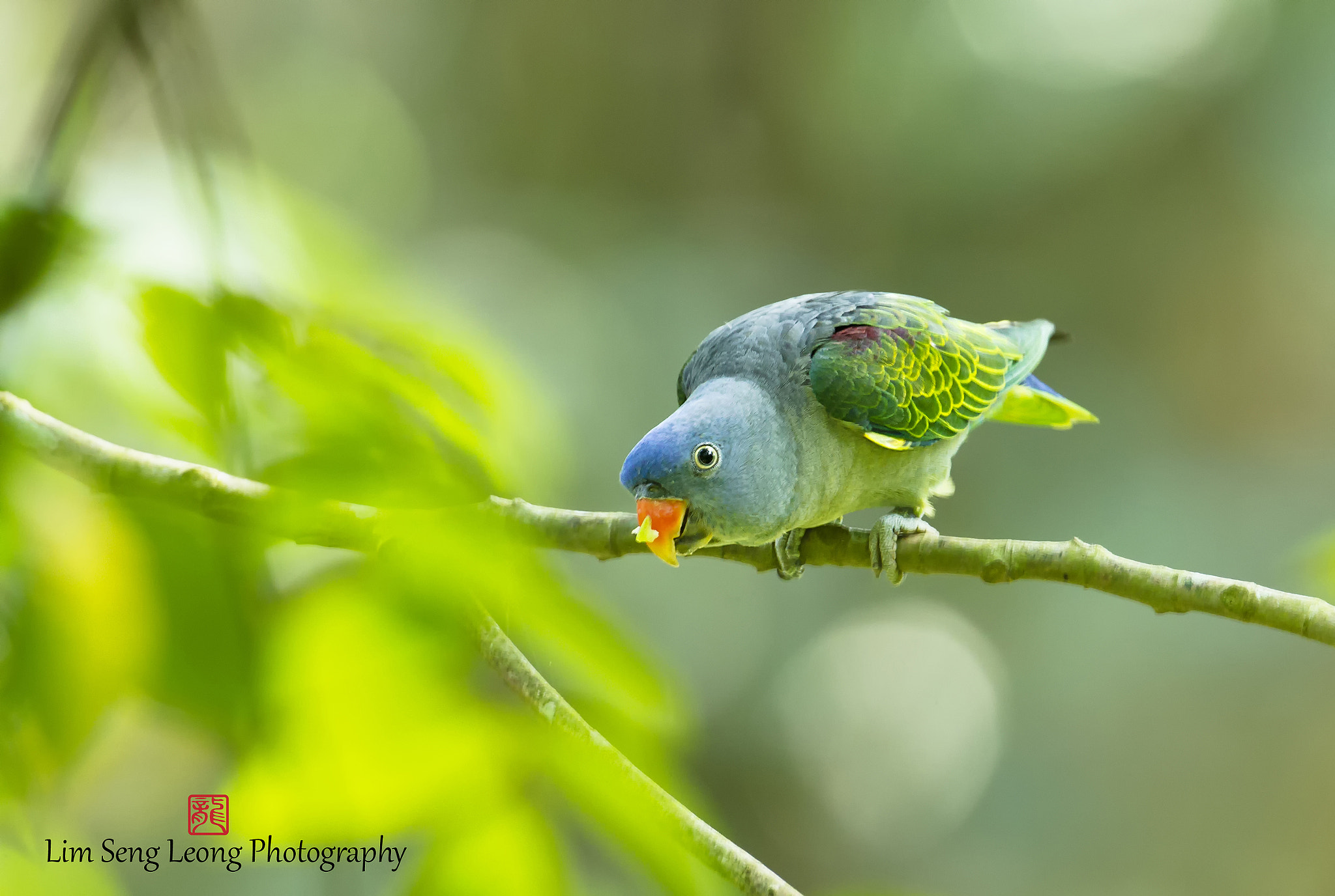 Canon EOS-1D Mark IV + Canon EF 300mm F2.8L IS II USM sample photo. Cbo photography