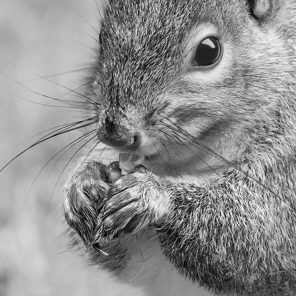 Canon EF 300mm f/2.8L + 1.4x sample photo. Squirrel photography