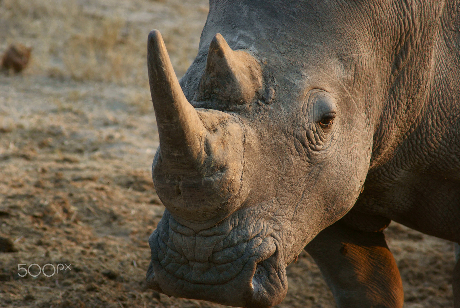 Sony Alpha DSLR-A230 sample photo. Rhino at sunset photography