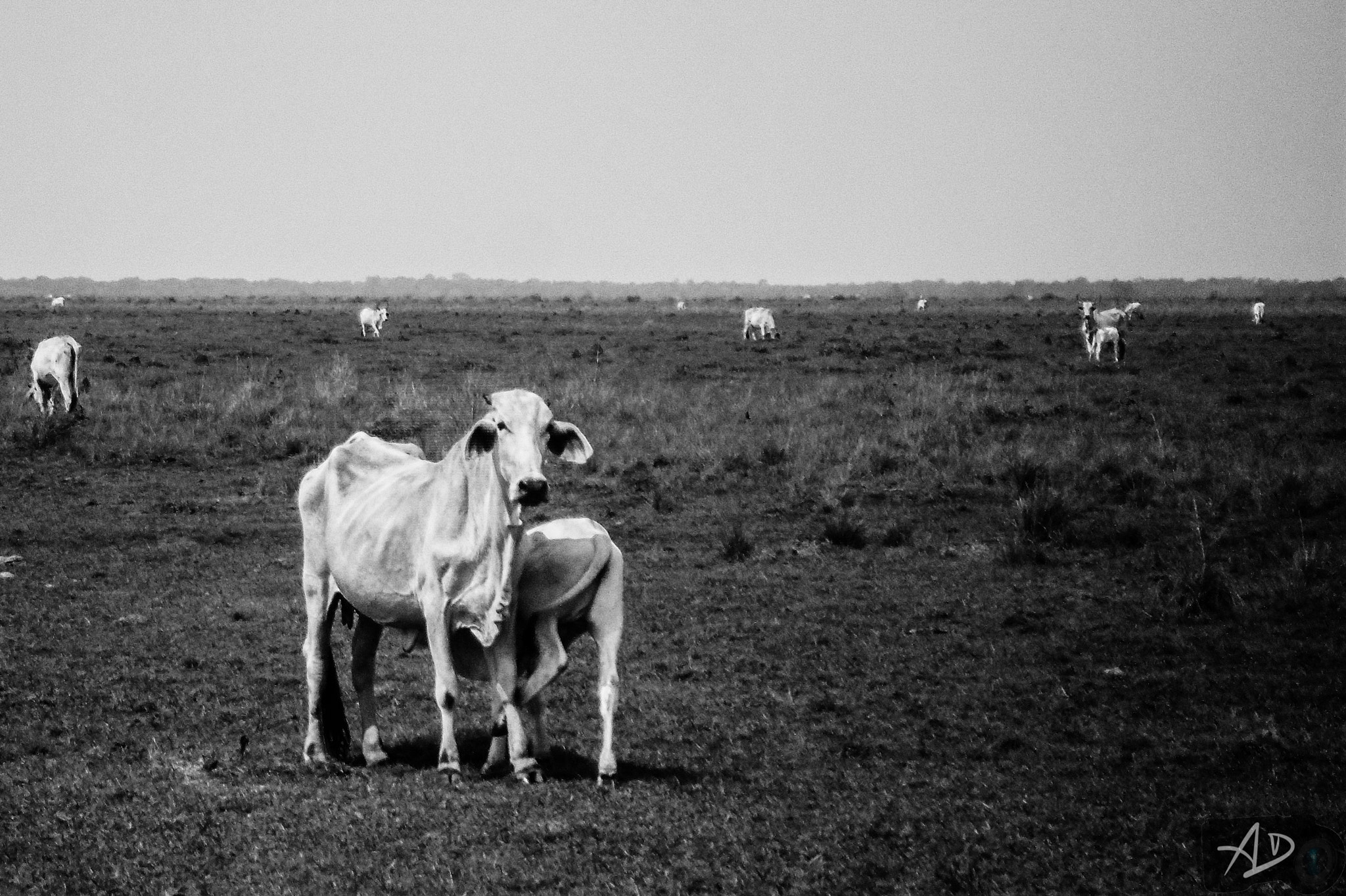 Samsung ES28 / VLUU ES28 sample photo. Skinny cows photography