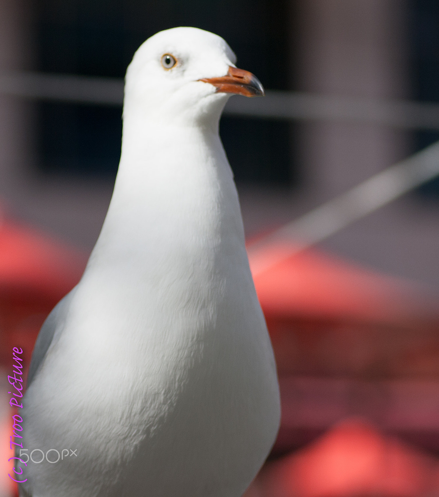 Canon EOS 1000D (EOS Digital Rebel XS / EOS Kiss F) + Tamron SP AF 90mm F2.8 Di Macro sample photo. Seagull photography