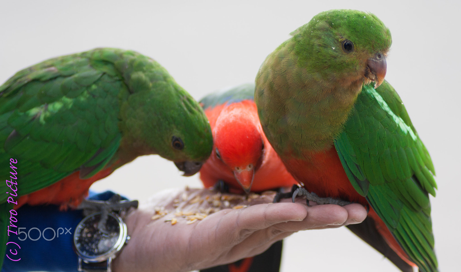 Canon EOS 1000D (EOS Digital Rebel XS / EOS Kiss F) + Tamron SP AF 90mm F2.8 Di Macro sample photo. Parakeets from great ocean drive photography