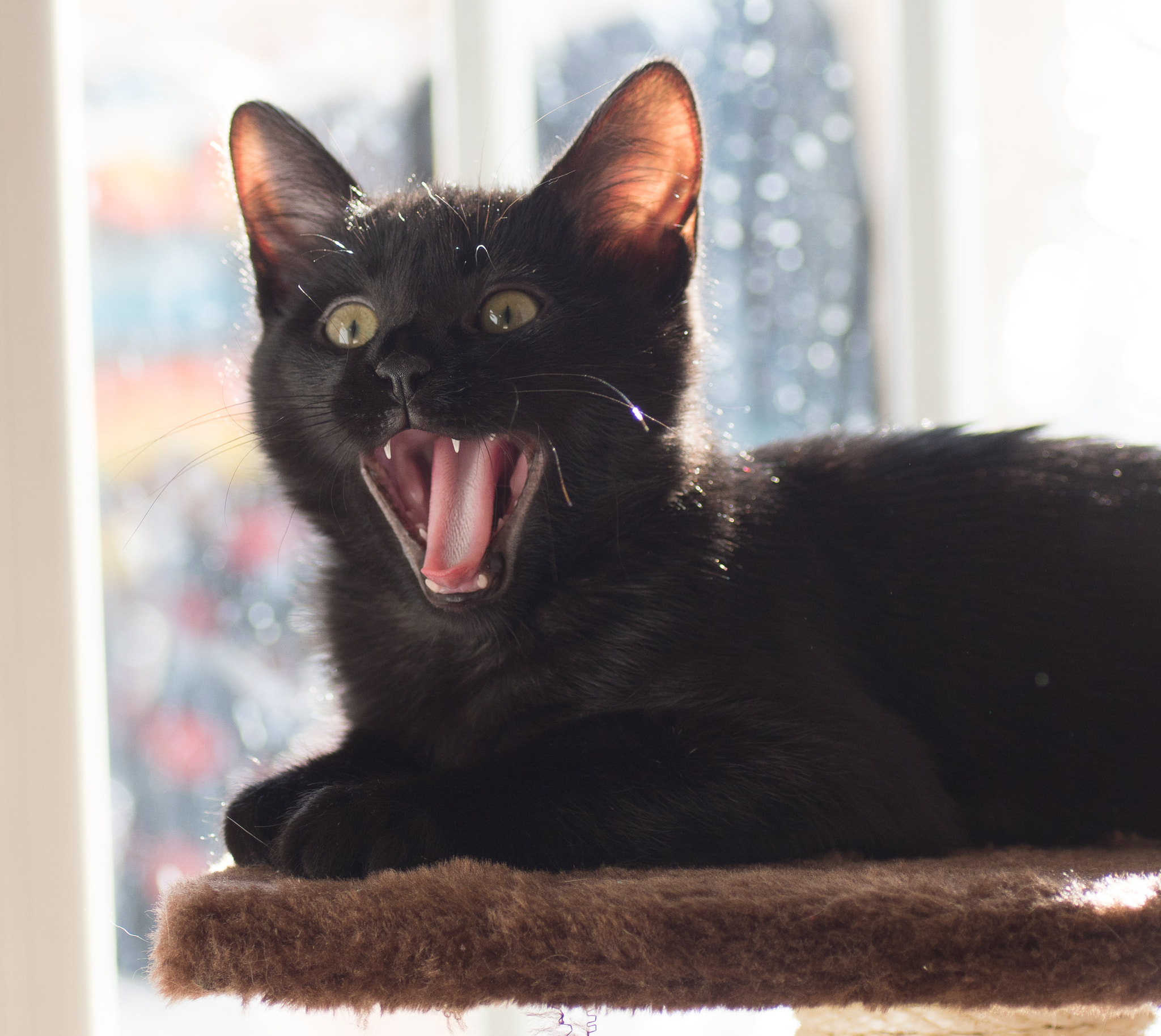 Sony ILCA-77M2 + Tamron SP AF 90mm F2.8 Di Macro sample photo. Black cat photography