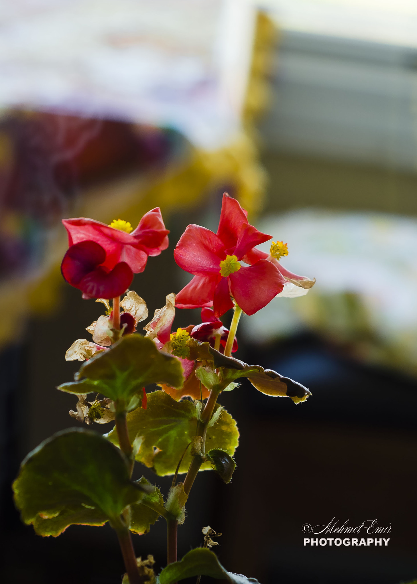 Nikon D5100 + Nikon AF Nikkor 50mm F1.8D sample photo. Brsa photography