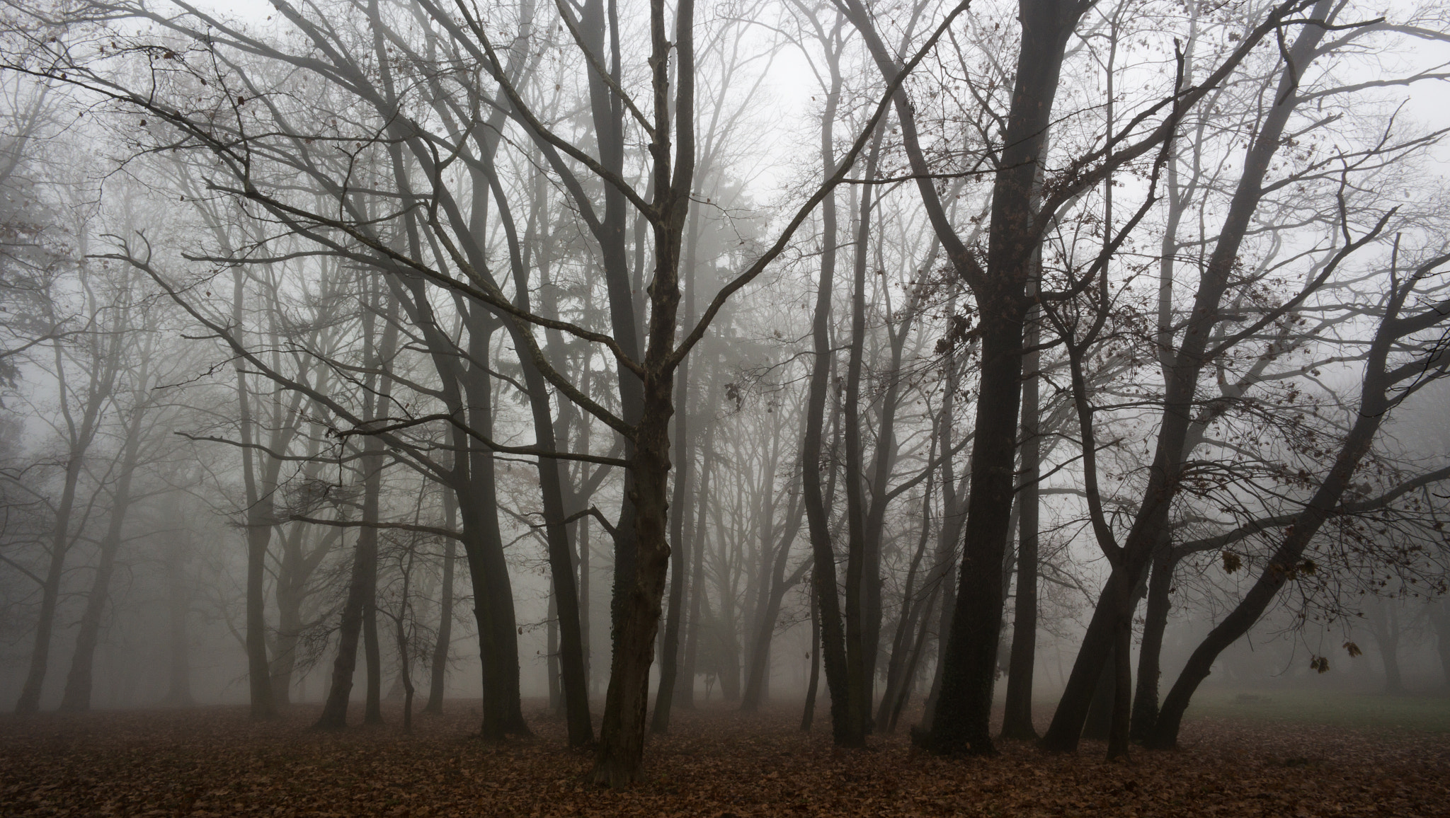 Samsung NX30 + Samsung NX 16mm F2.4 Pancake sample photo. Path into the mist photography