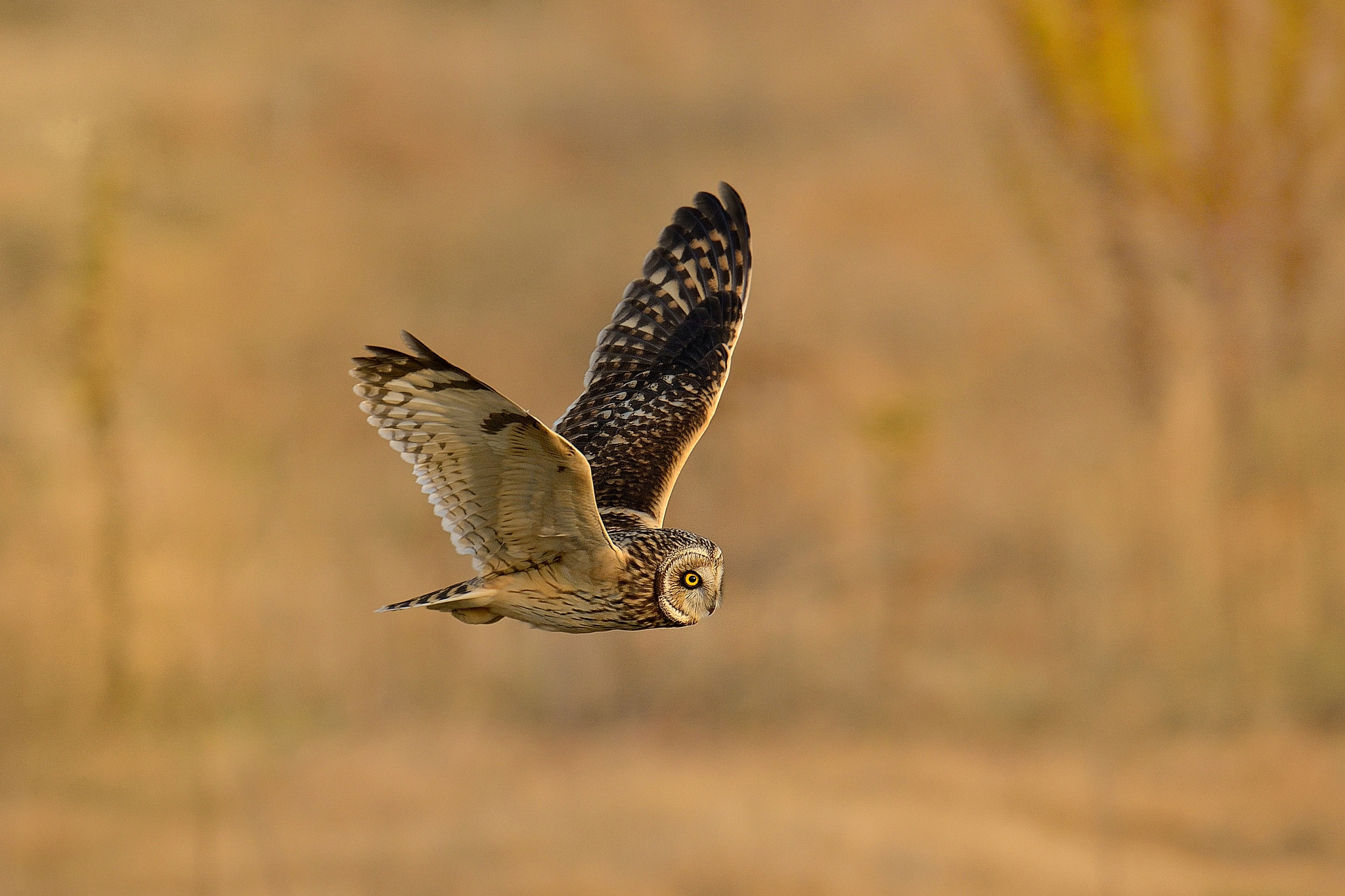 Nikon D800 + Nikon AF-S Nikkor 600mm F4G ED VR sample photo. Short-eared owl！ photography