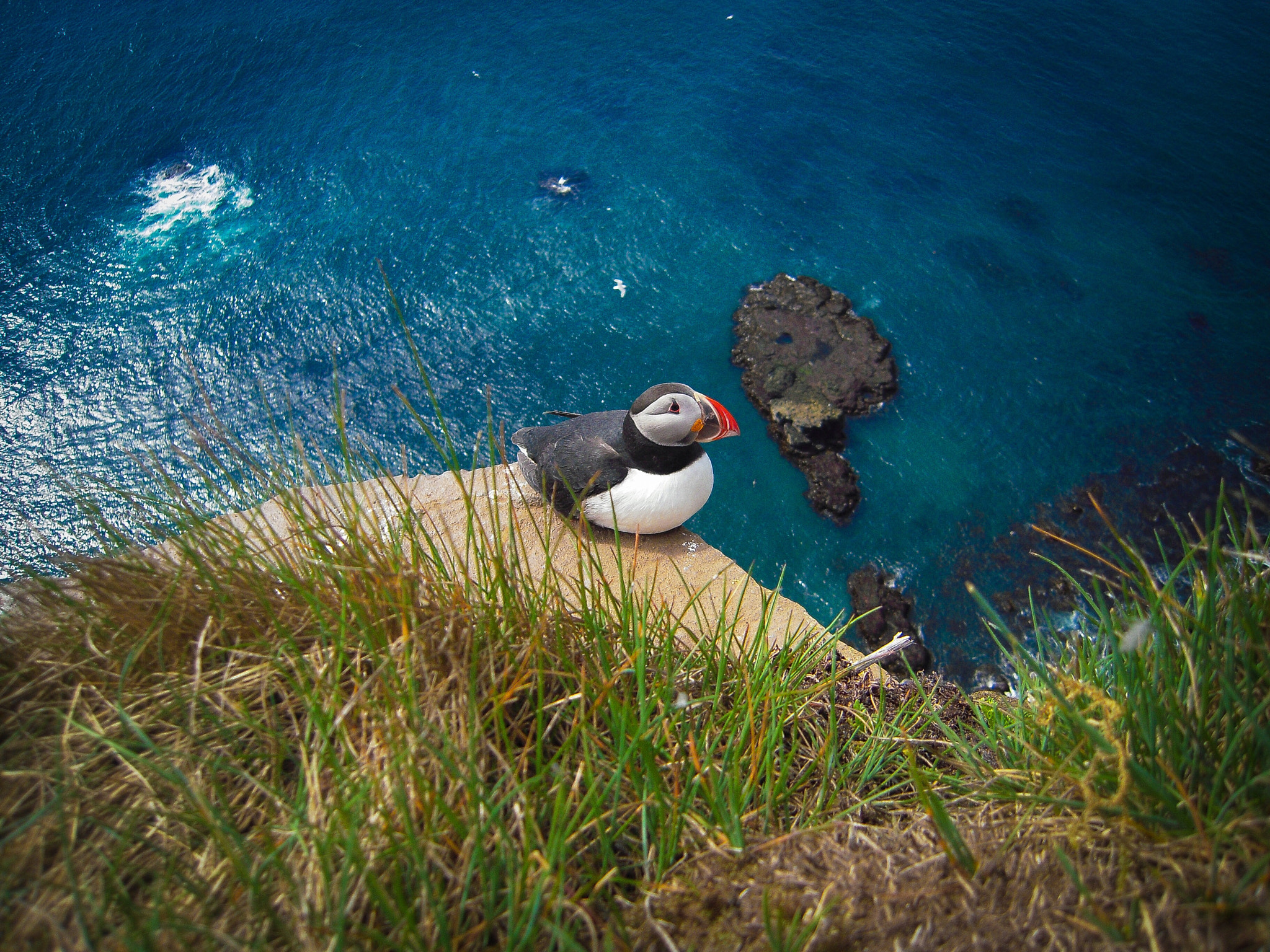 Nikon Coolpix S610c sample photo. Puffin photography