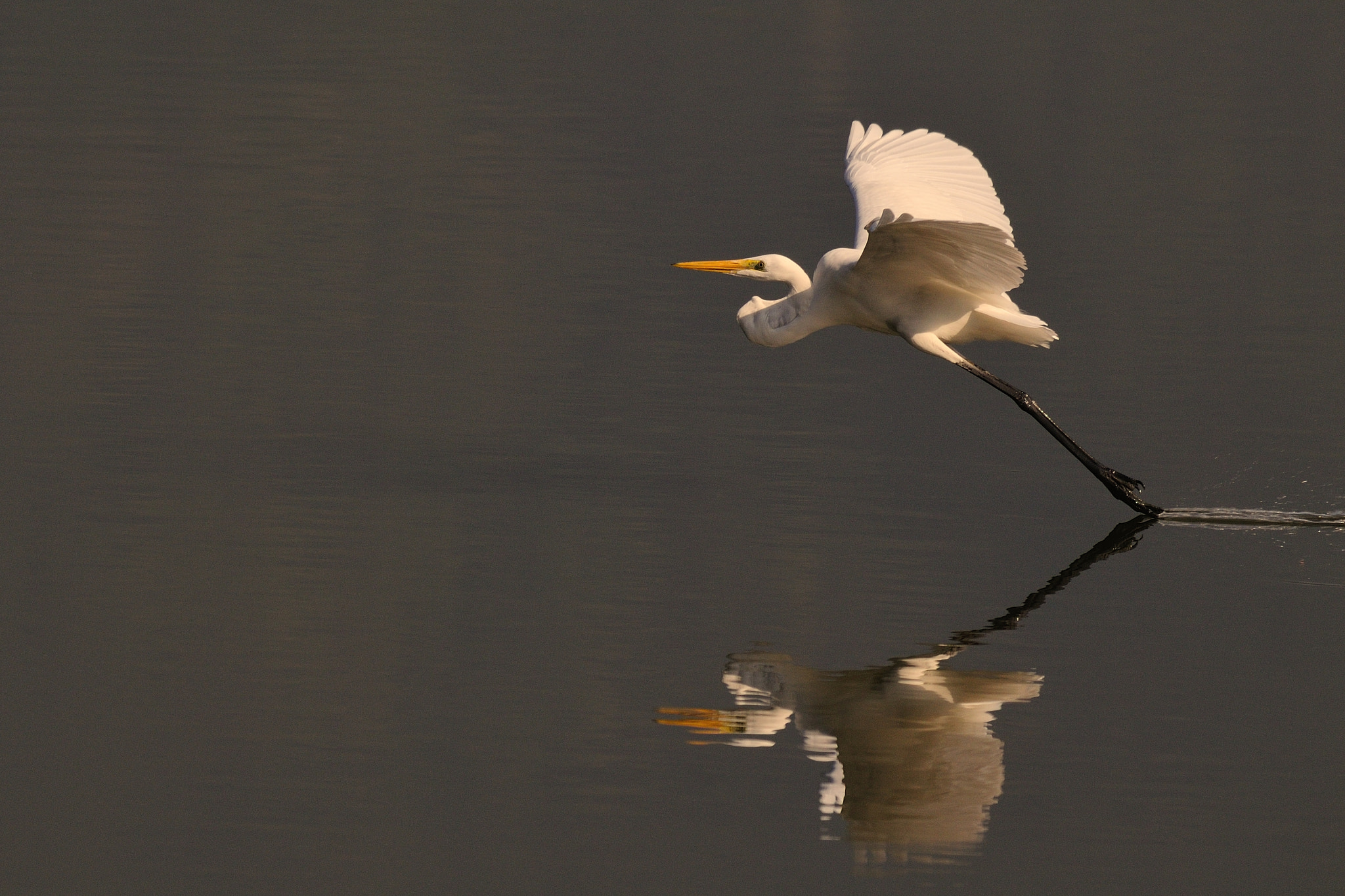 Sigma 150-500mm F5-6.3 DG OS HSM sample photo. Touching photography