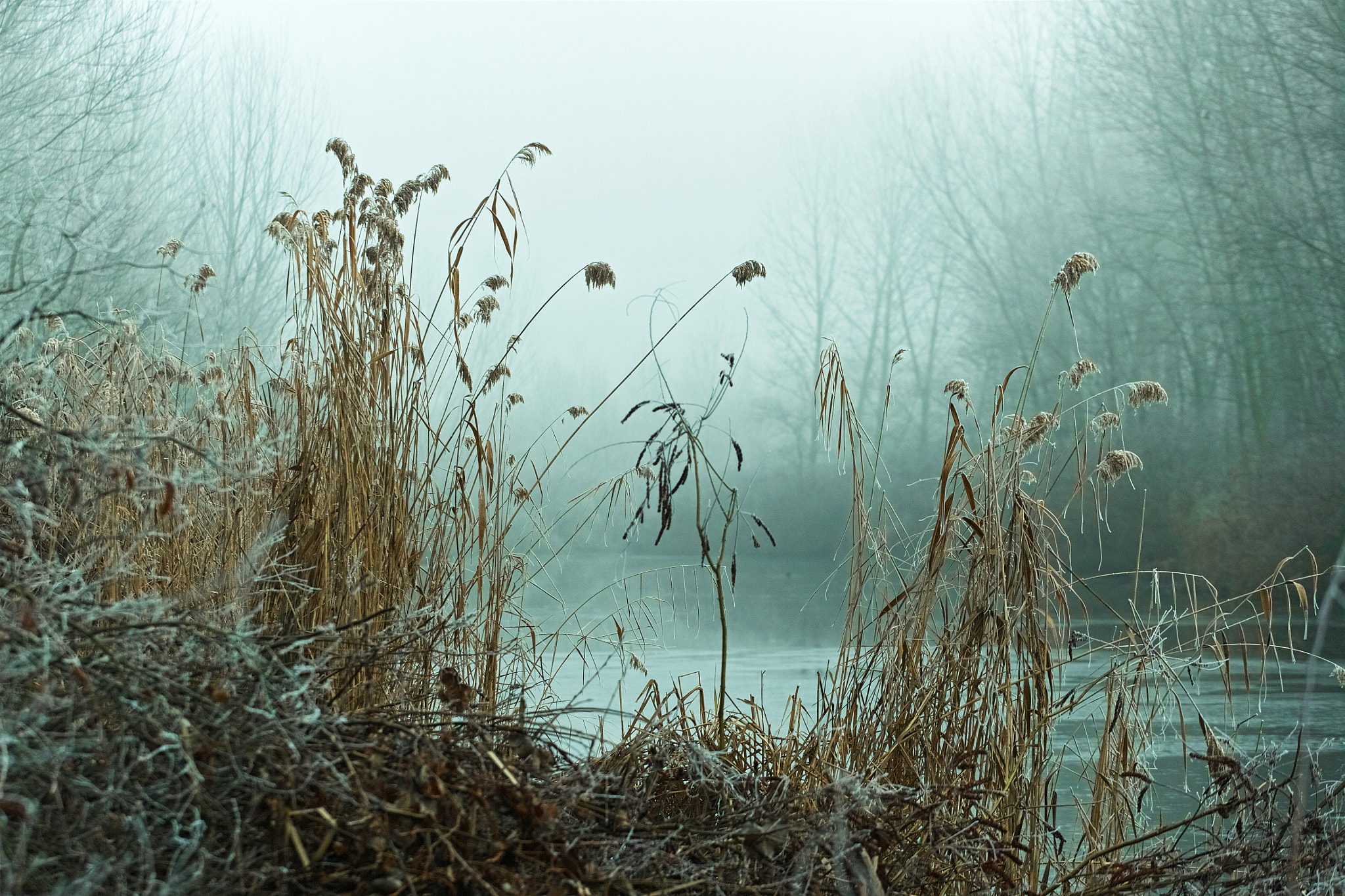 Canon EOS-1Ds Mark II sample photo. Frost photography