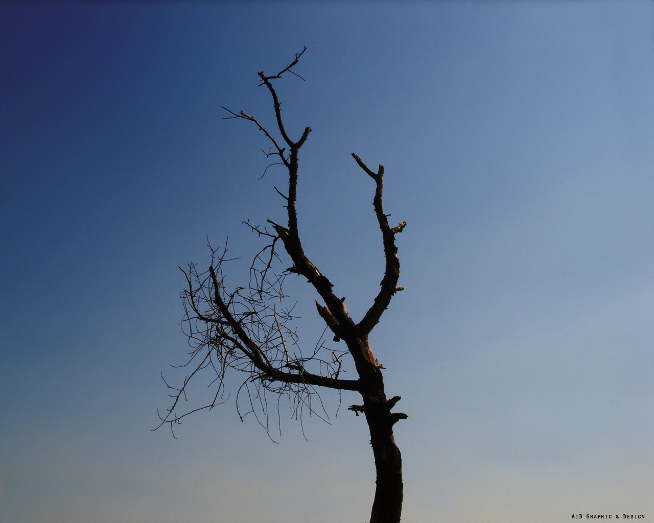 Samsung Digimax L85 sample photo. Tree photography