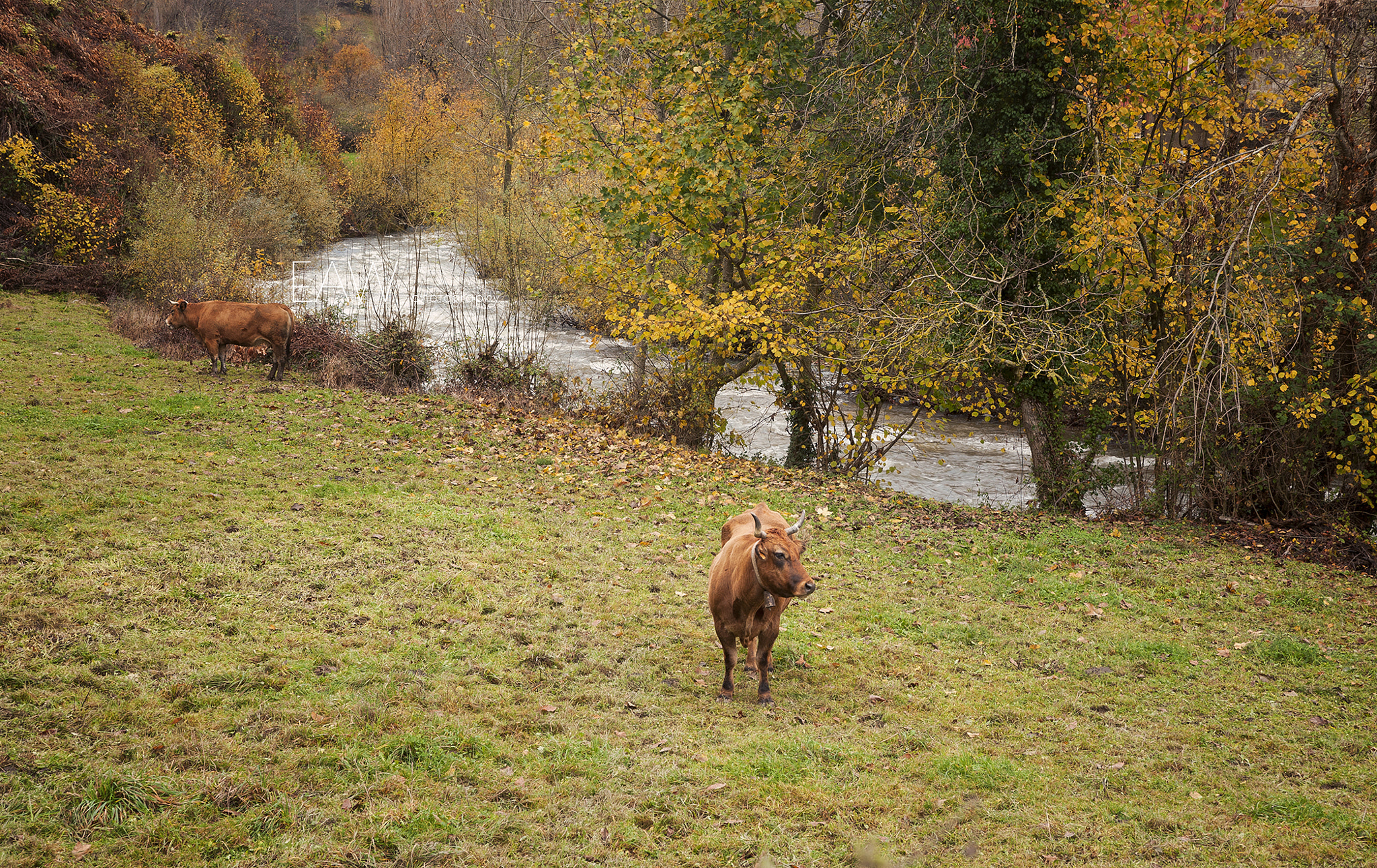 Nikon D700 + Sigma 24-60mm F2.8 EX DG sample photo. Acting like cows photography