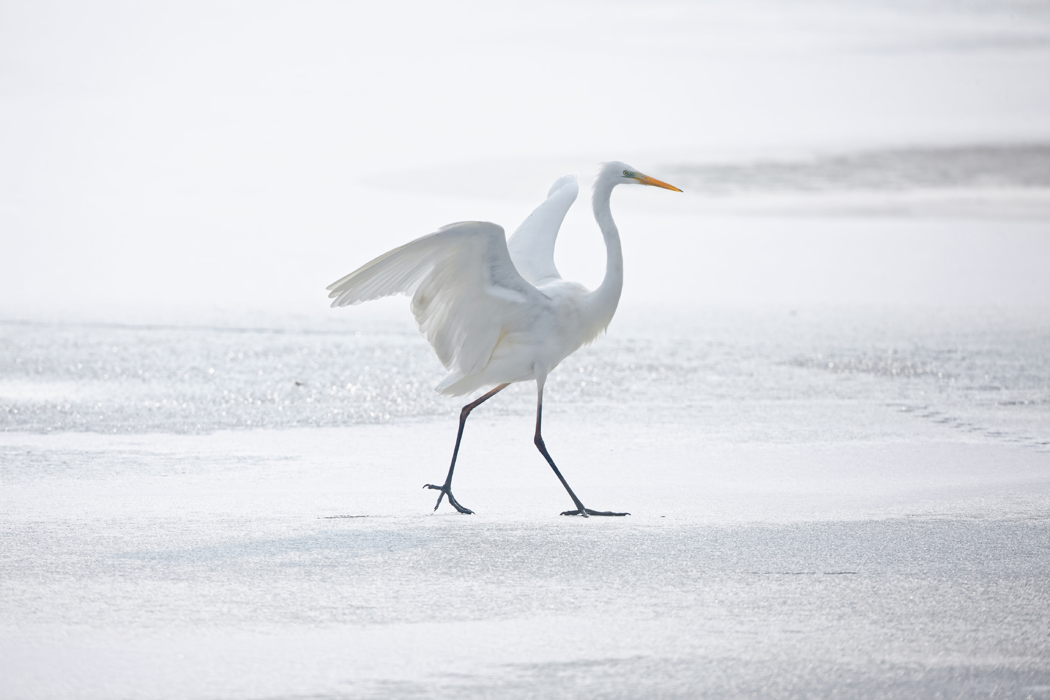 Canon EF 800mm F5.6L IS USM sample photo. White on white photography