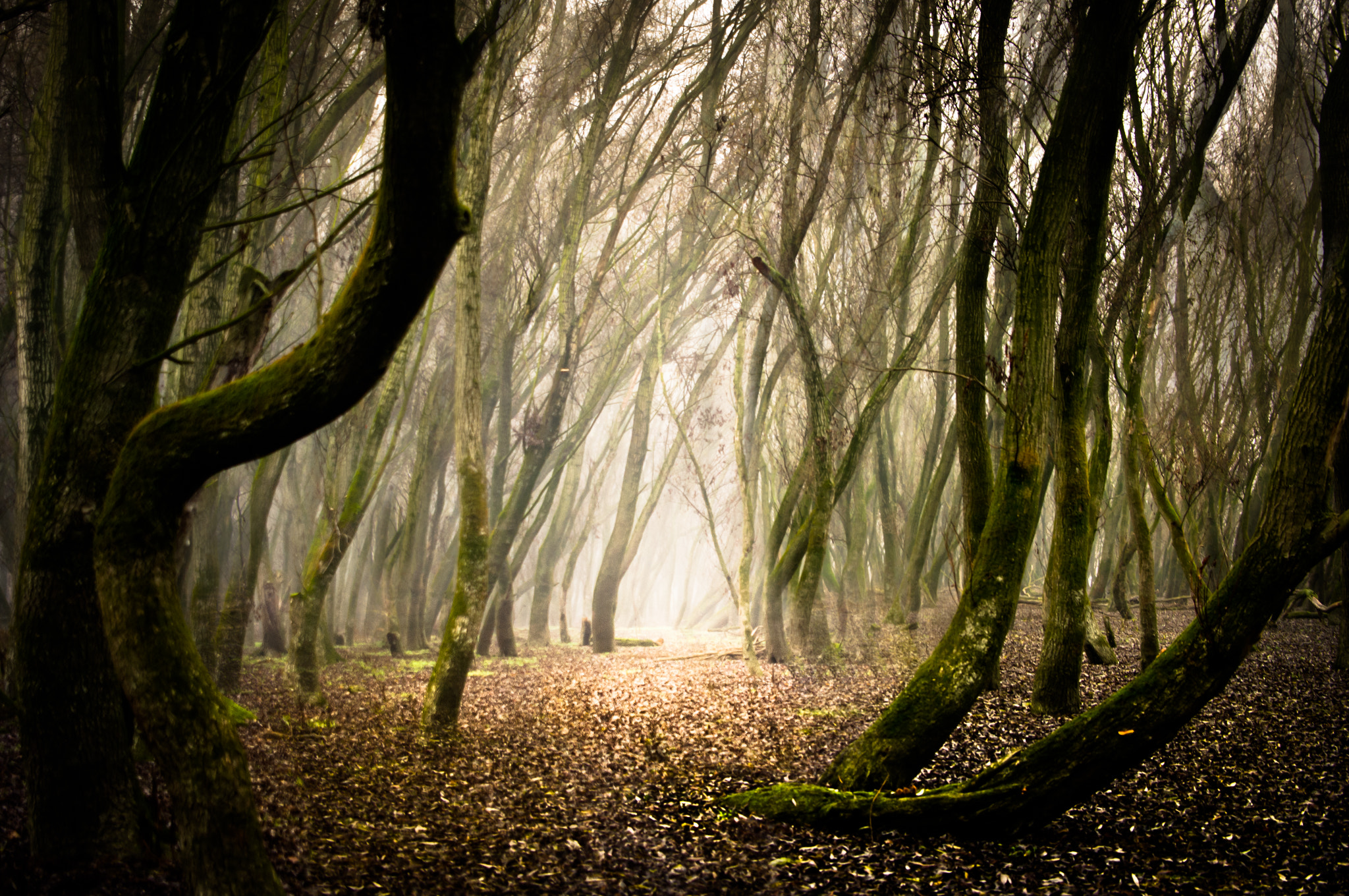 Pentax K-x sample photo. Trees photography