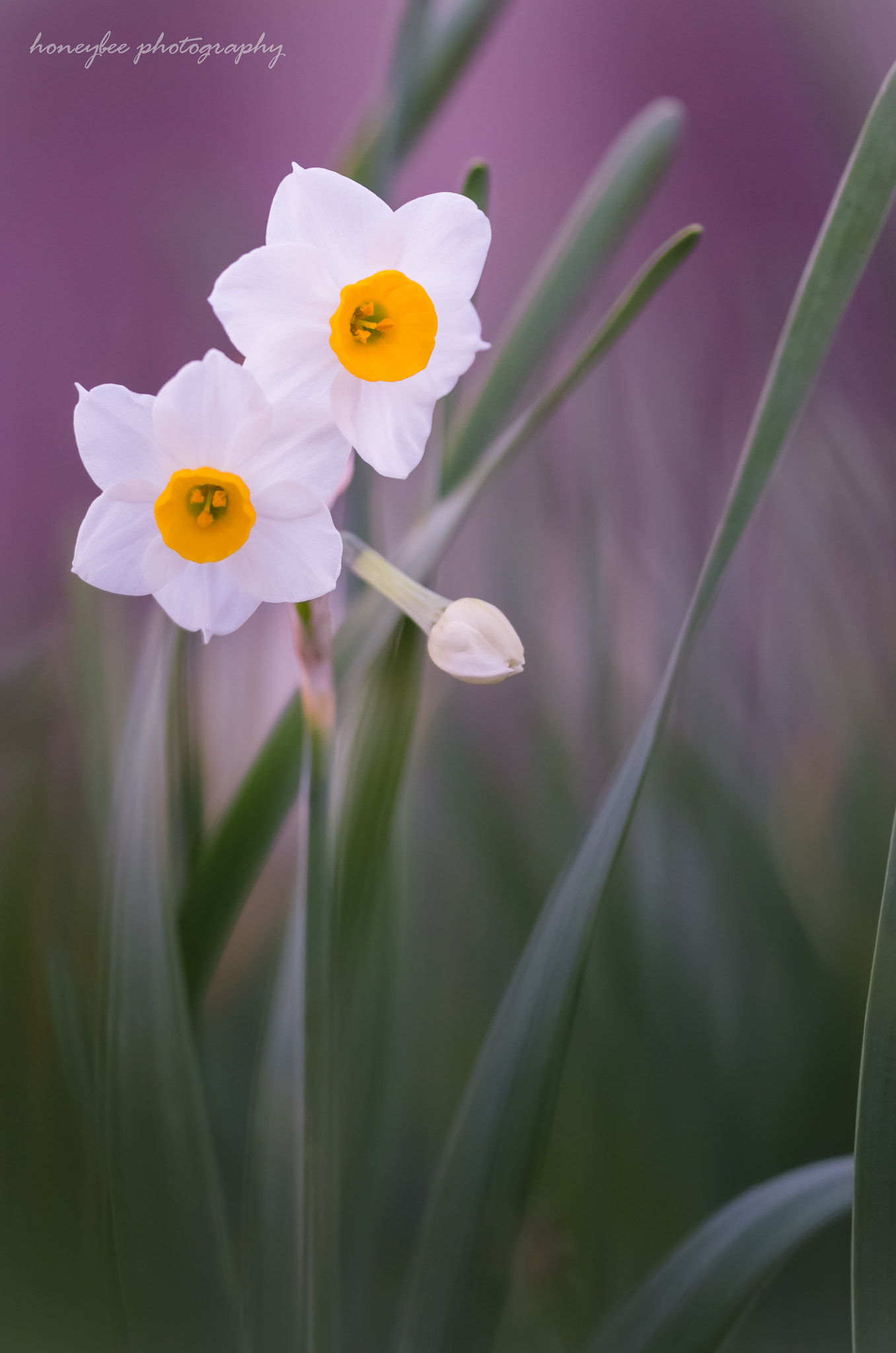 Sigma 150mm F2.8 EX DG OS Macro HSM sample photo. Gentle reminiscence photography