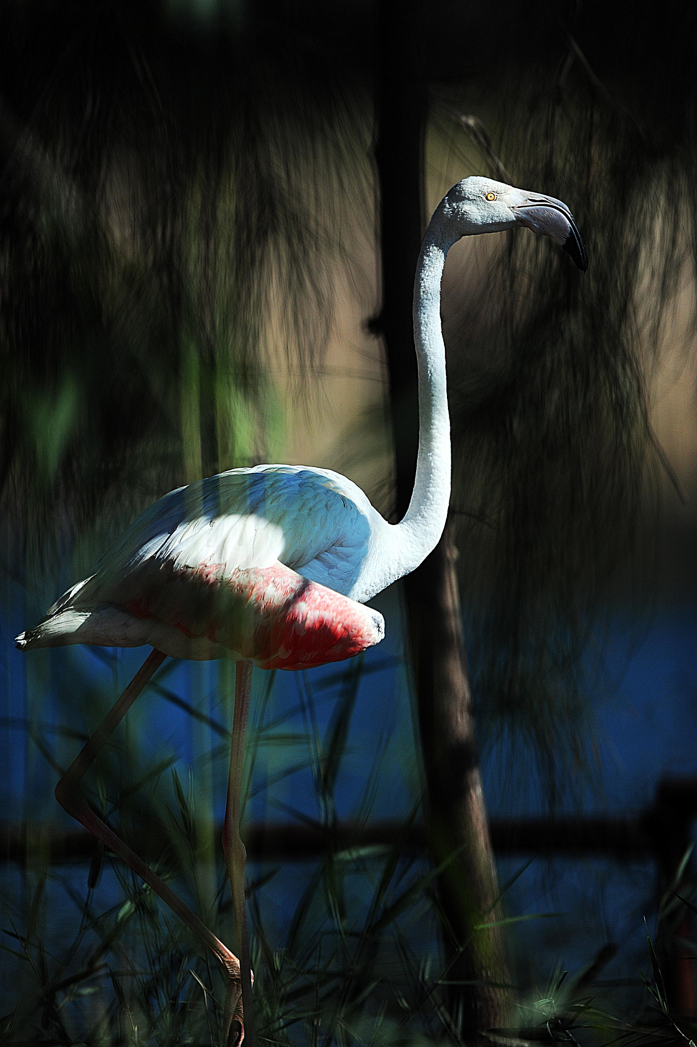 Nikon AF-S Nikkor 400mm F2.8G ED VR II sample photo. Swan.. photography