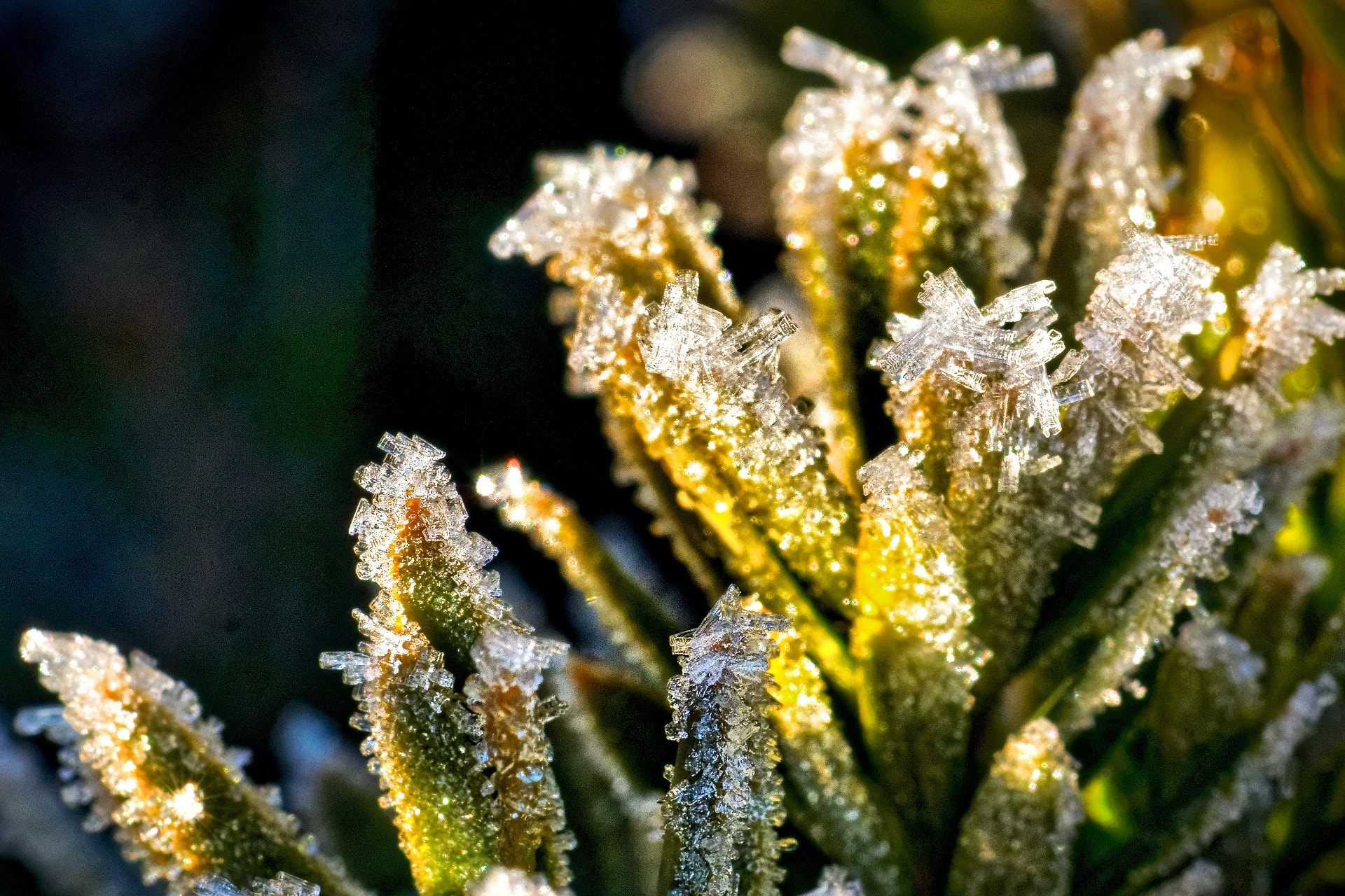 Sony SLT-A77 + Minolta AF 100mm F2.8 Macro [New] sample photo. Winter was knocking on the door photography