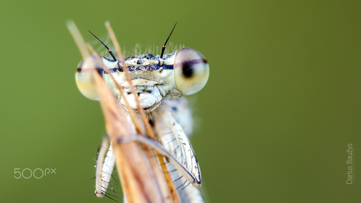 Sigma 150mm F2.8 EX DG OS Macro HSM sample photo. The look photography