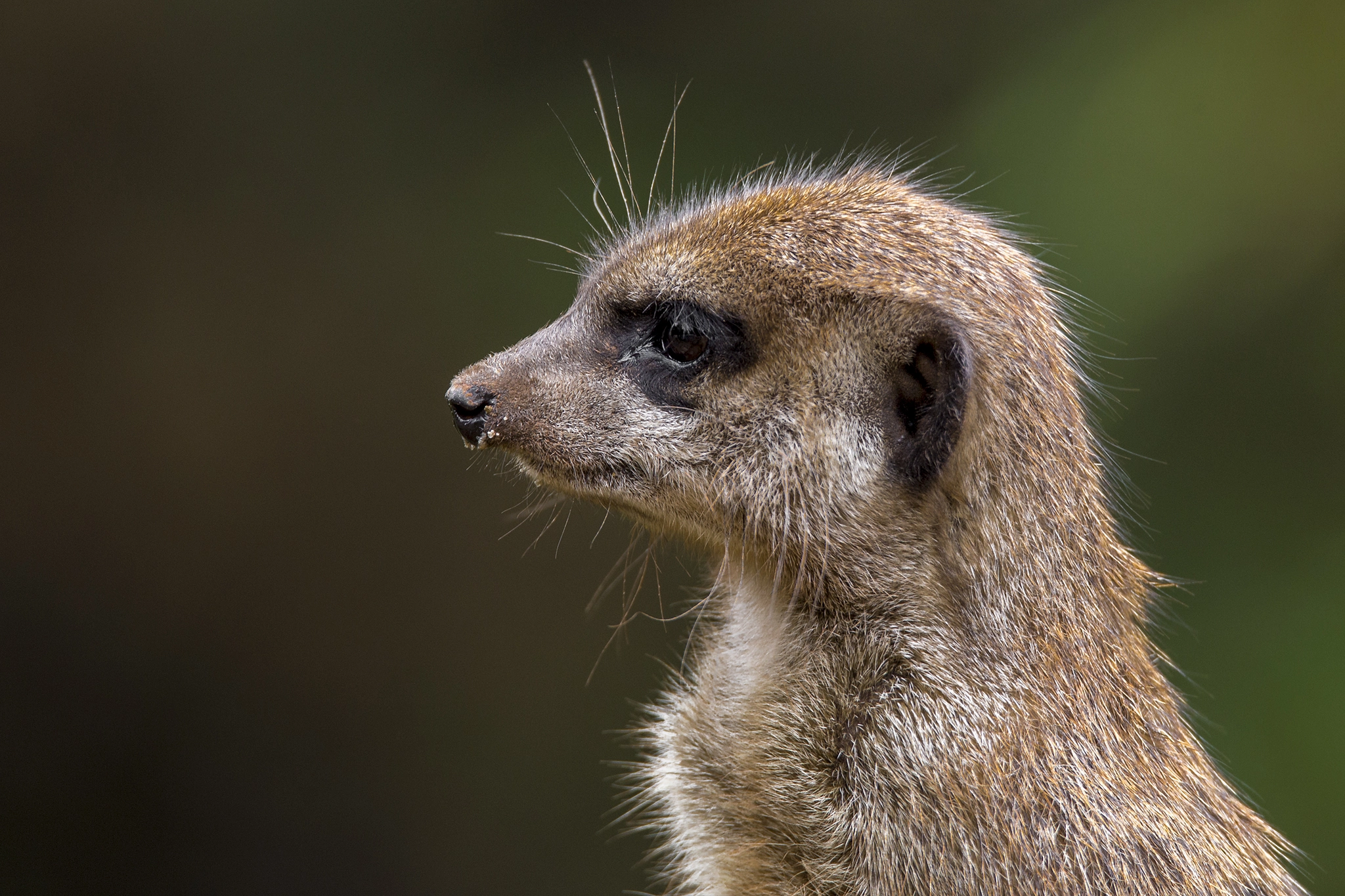 Canon EOS 6D + Tamron SP 150-600mm F5-6.3 Di VC USD sample photo. Suricate photography