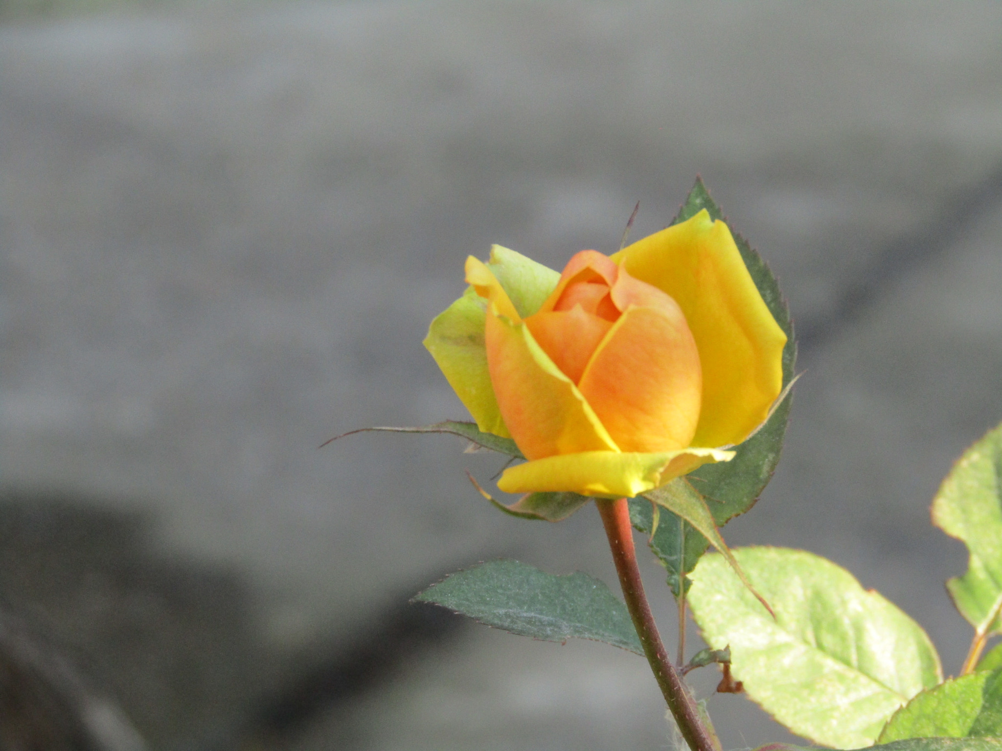 Canon POWERSHOT SX412 IS sample photo. Rose photography