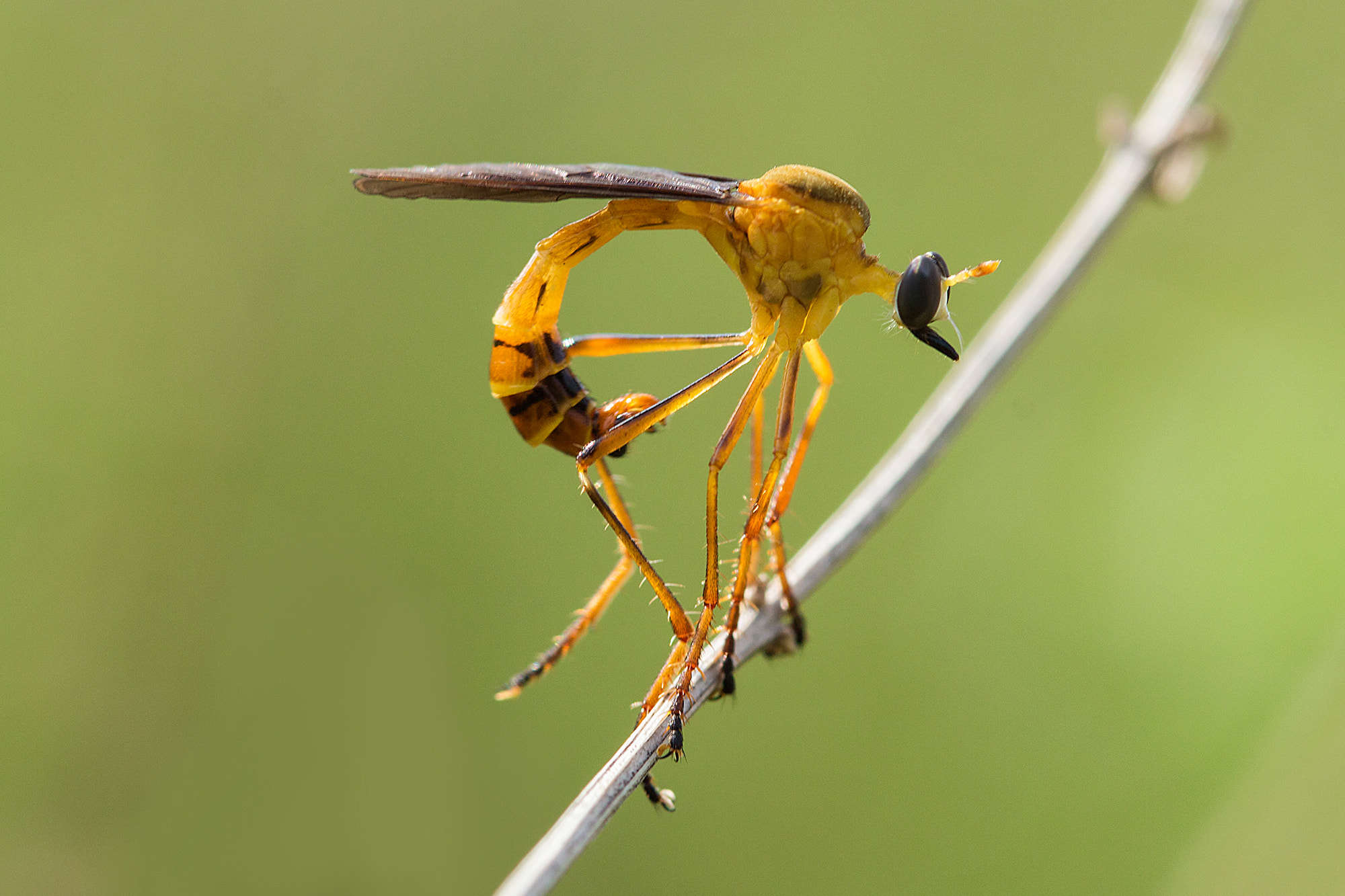 Canon EF 100mm F2.8 Macro USM sample photo. Yellow photography