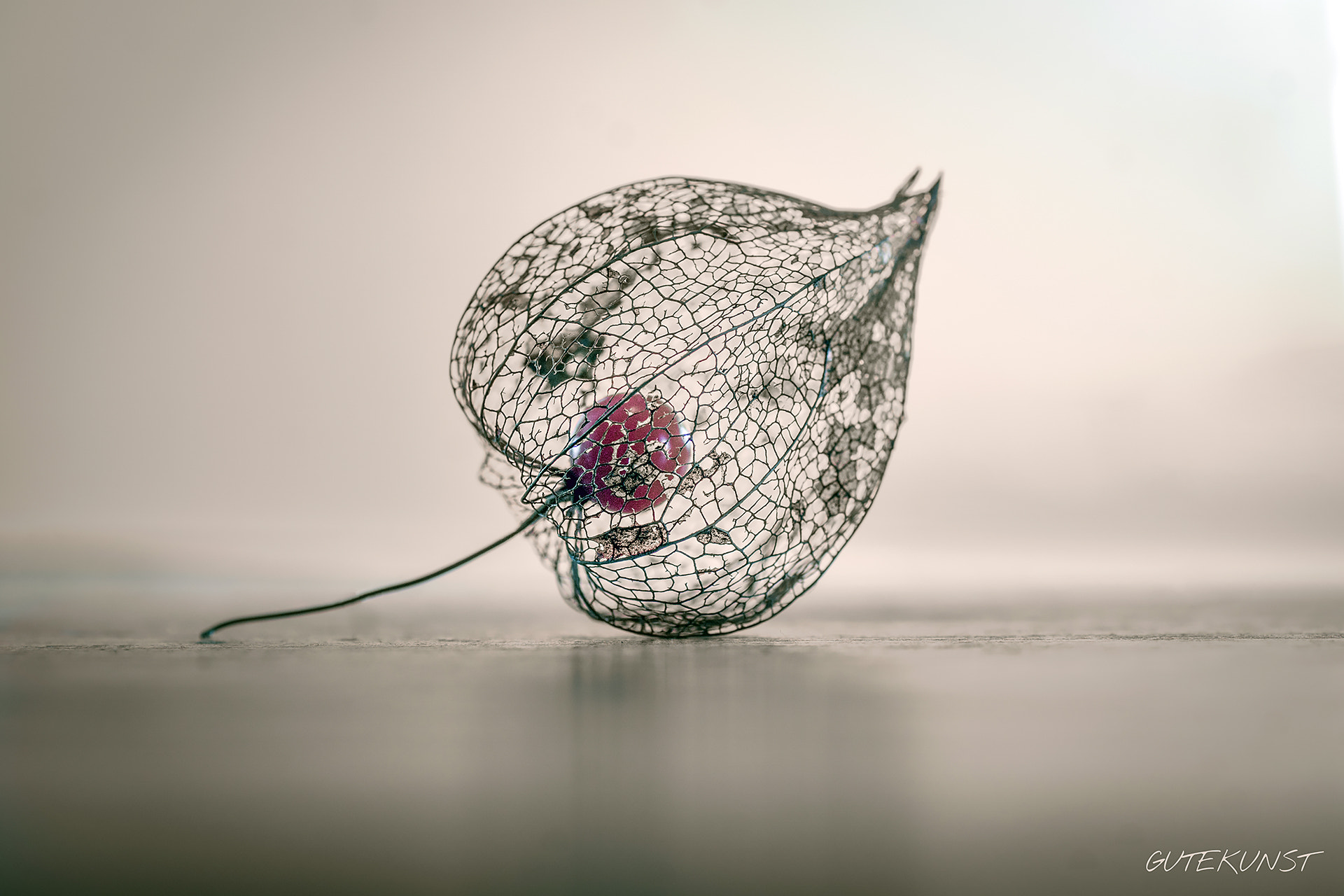 Sony ILCA-77M2 + Tamron SP AF 90mm F2.8 Di Macro sample photo. Physalis n°4 photography