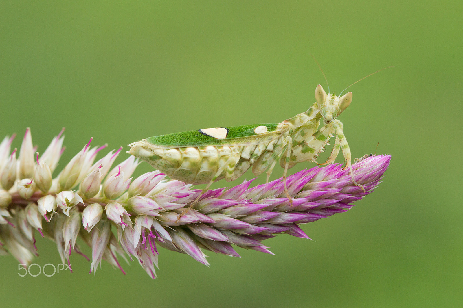 Canon EF 100mm F2.8 Macro USM sample photo. Mantis on stage photography
