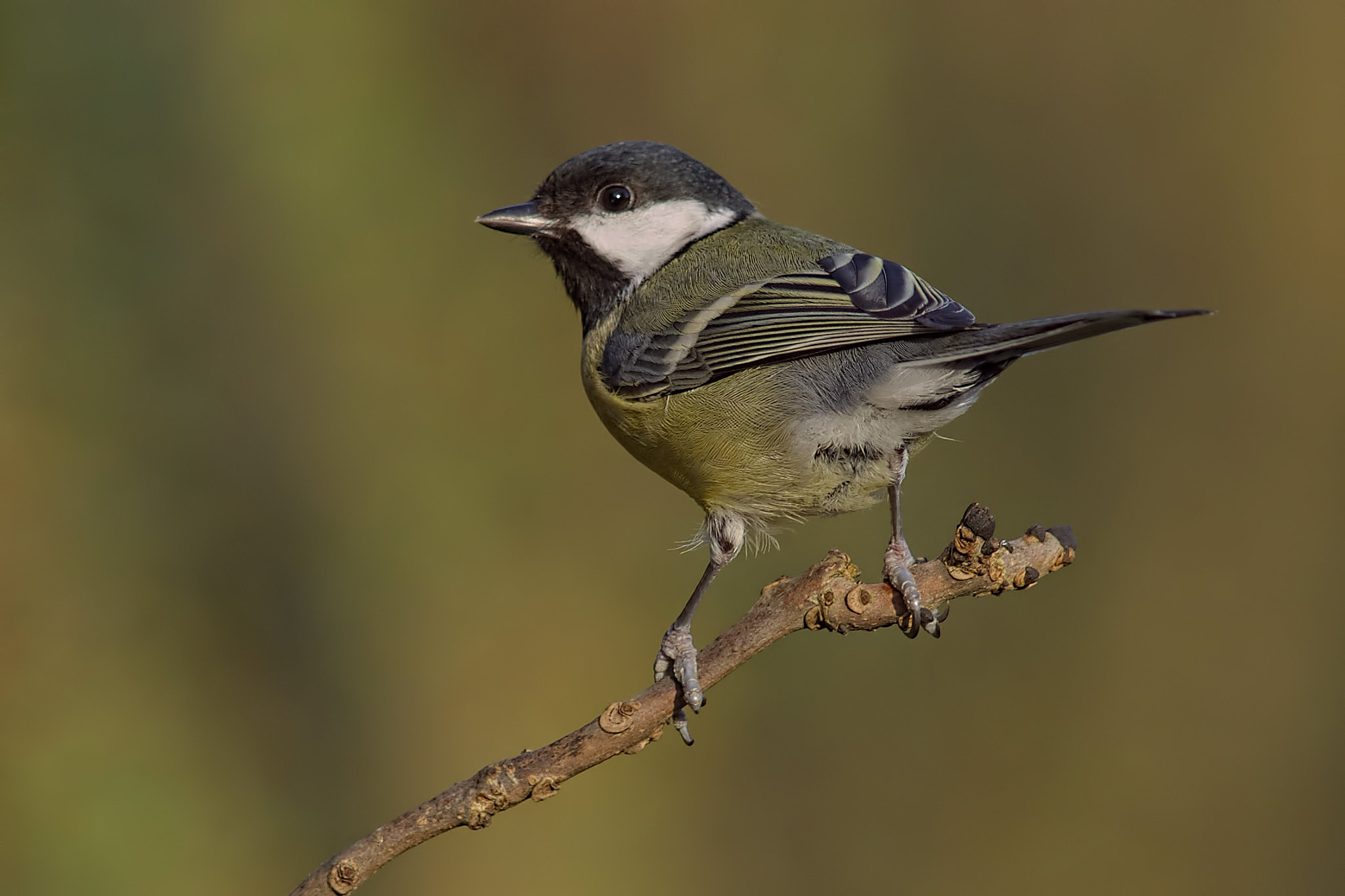 Minolta AF 300mm F2.8 HS-APO G sample photo. Great tit photography