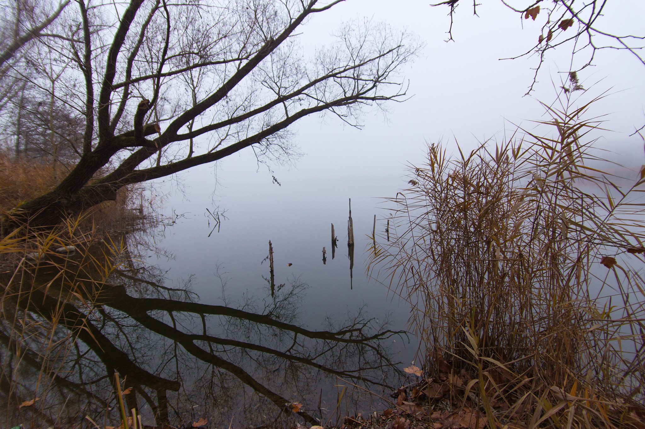 Canon EF-S 17-85mm F4-5.6 IS USM sample photo. Branches on lago del frassino photography