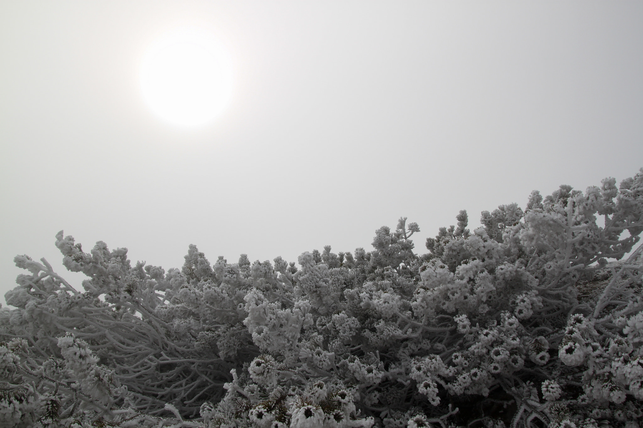 Sigma 17-70mm F2.8-4 DC Macro OS HSM sample photo. Mountain pines in the fog photography