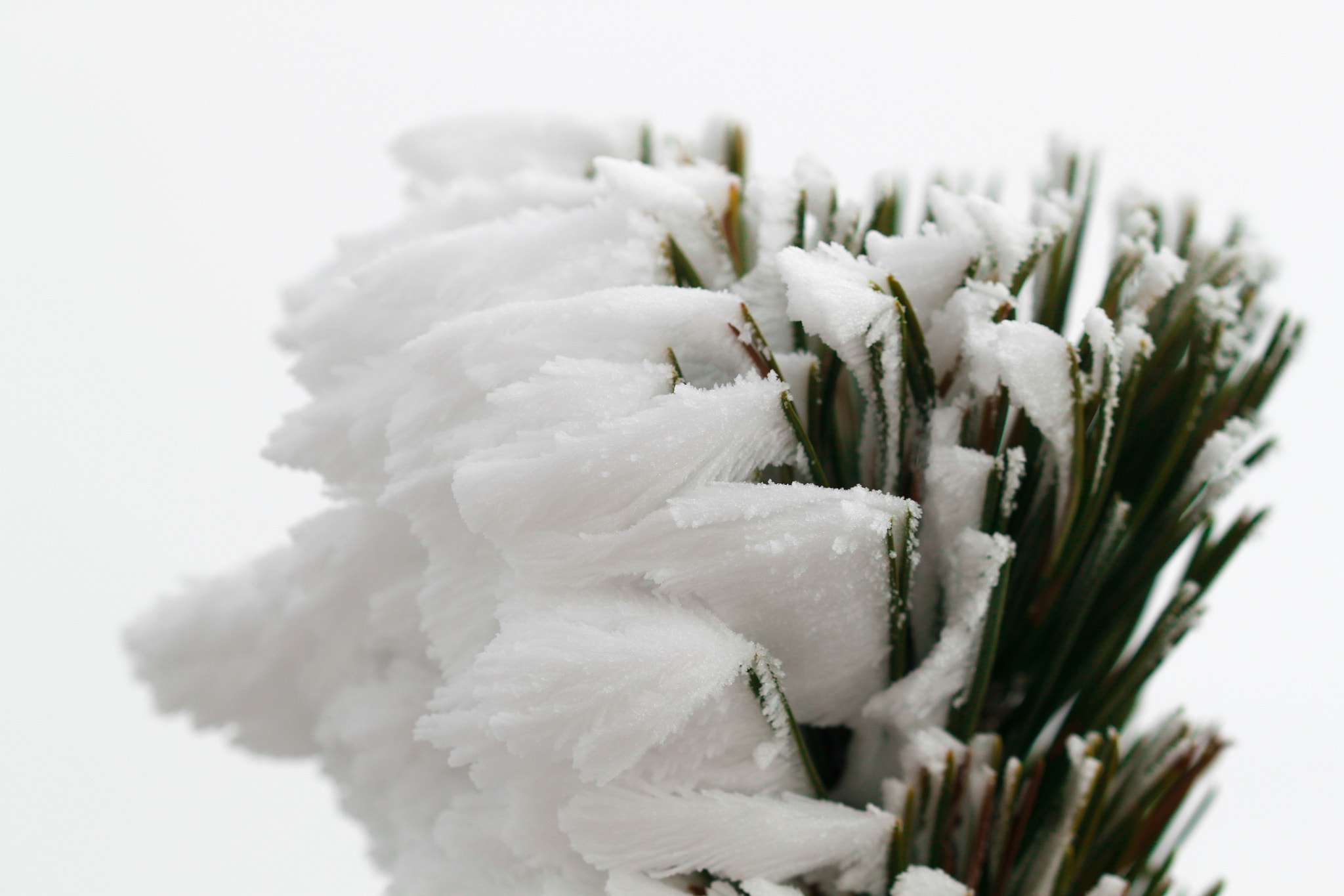 Sigma 105mm F2.8 EX DG OS HSM sample photo. Frosty attachments photography