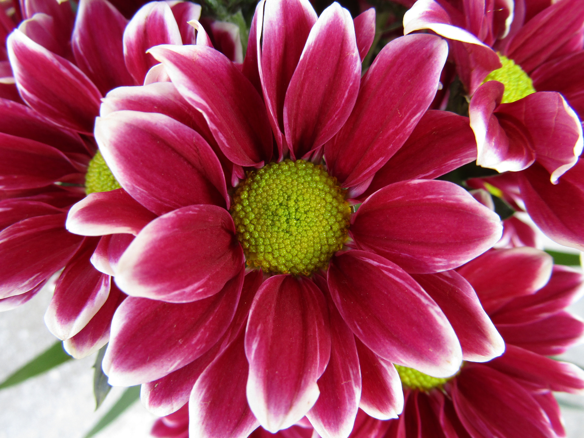 Canon POWERSHOT SX412 IS sample photo. Dutch chrysanthemum photography