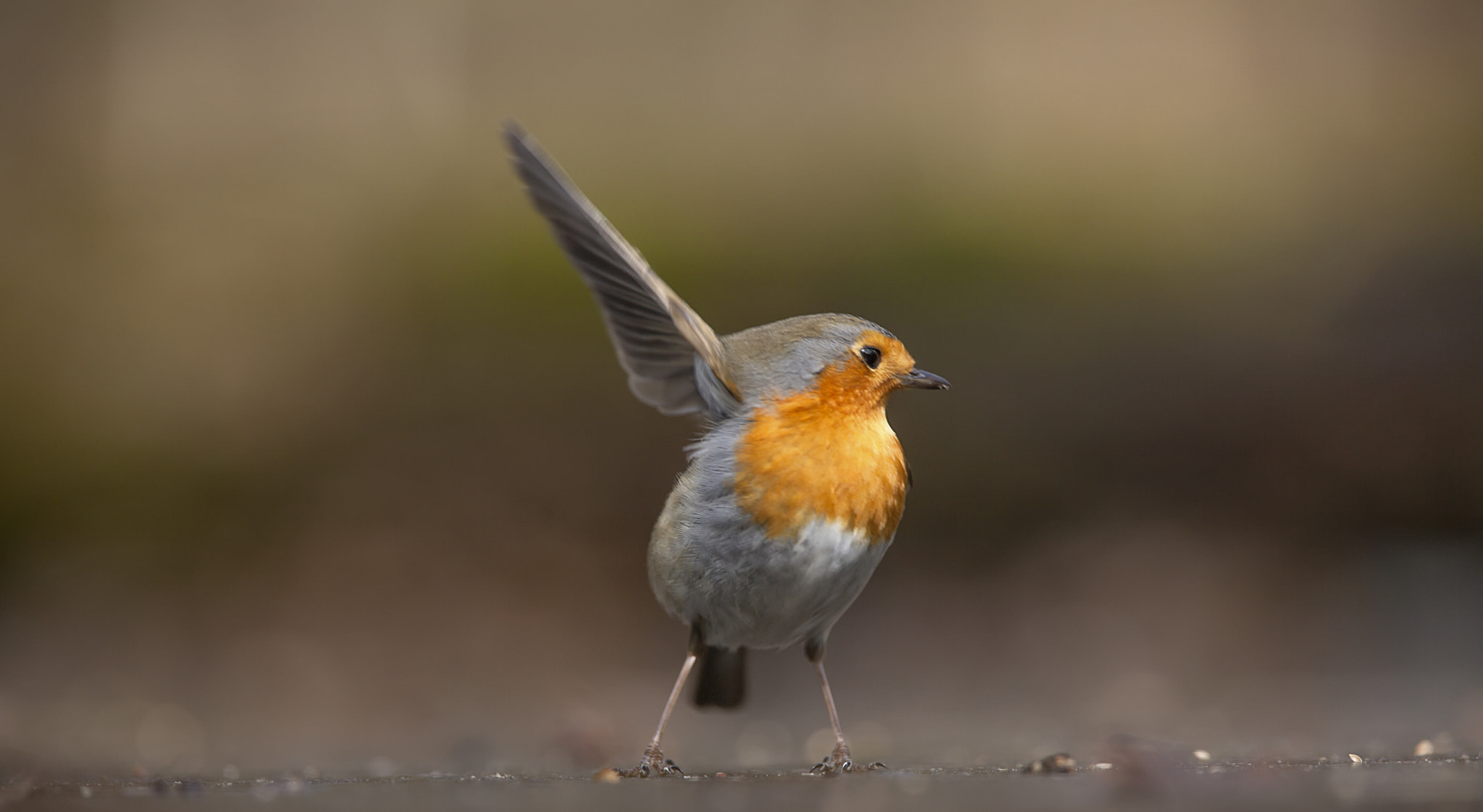 Canon EF 300mm F2.8L IS USM sample photo. Robin says goodbye 2015 photography