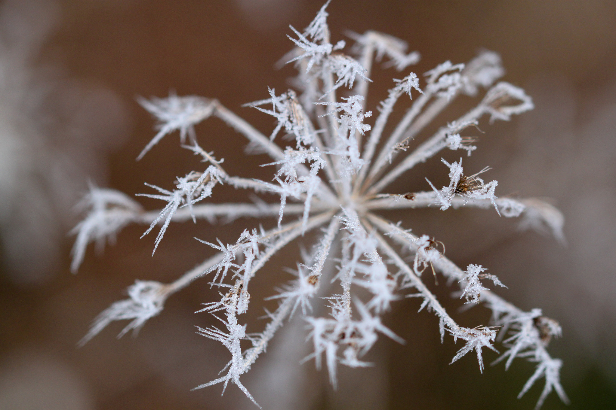 Sigma 105mm F2.8 EX DG OS HSM sample photo. Developing thorns photography