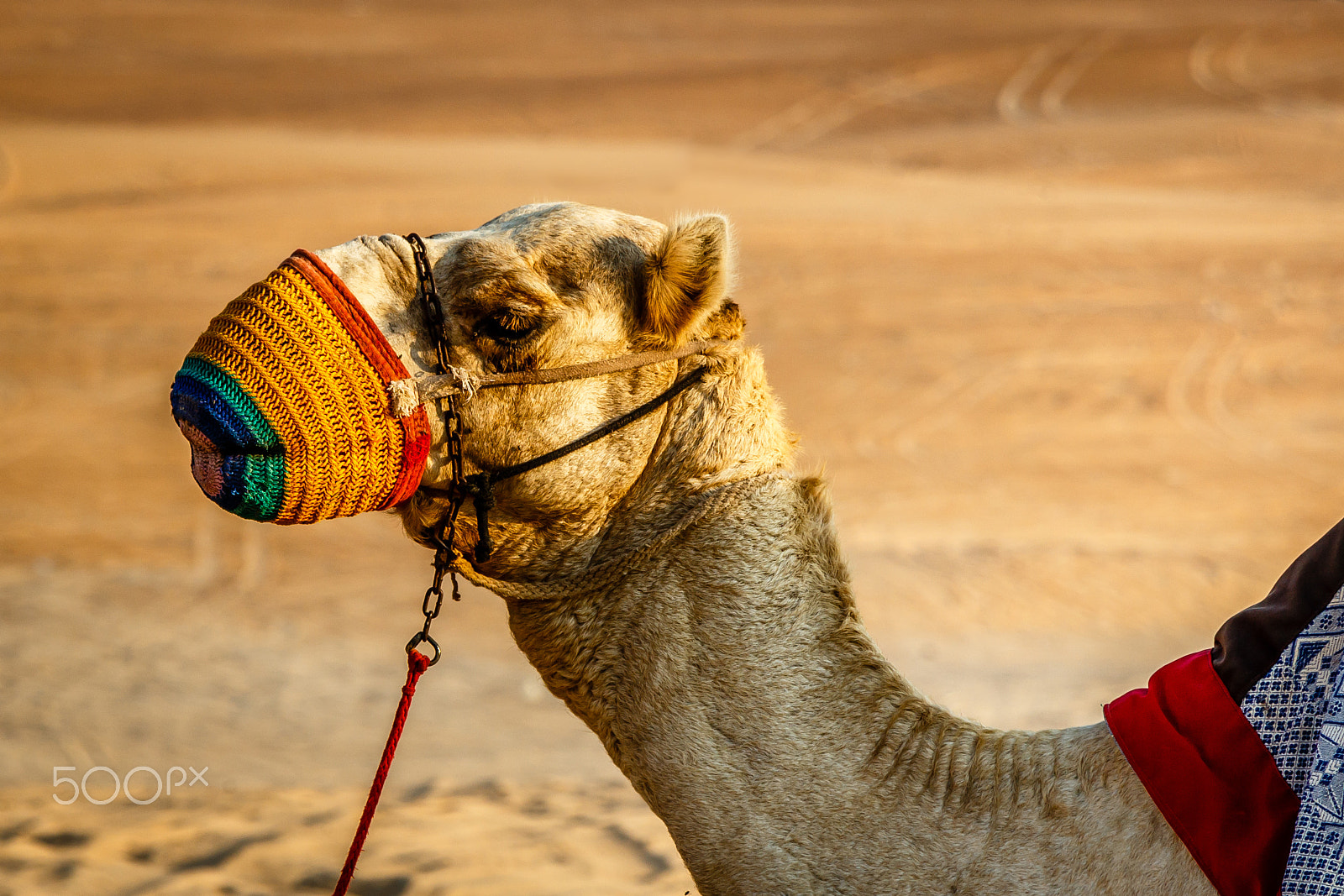 Canon EOS 650D (EOS Rebel T4i / EOS Kiss X6i) sample photo. Camel rides photography